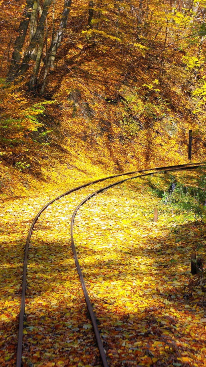Обои осень, железнодорожный транспорт, трек, лес, природа в разрешении 720x1280