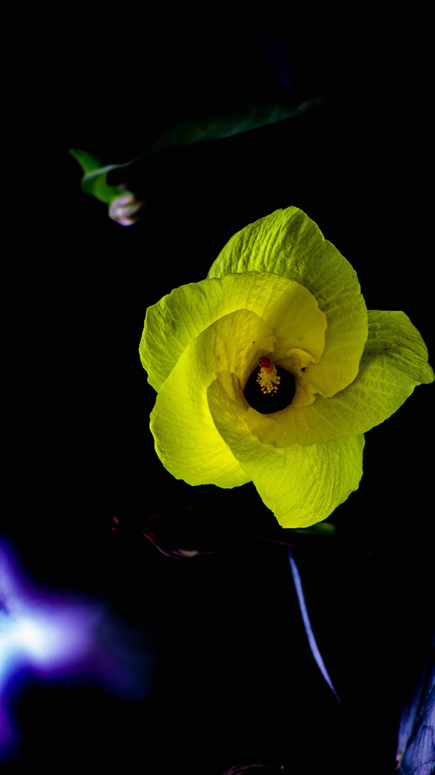 Обои крупный план, лепесток, семья мальвы, желтый, пыльца в разрешении 1440x2560