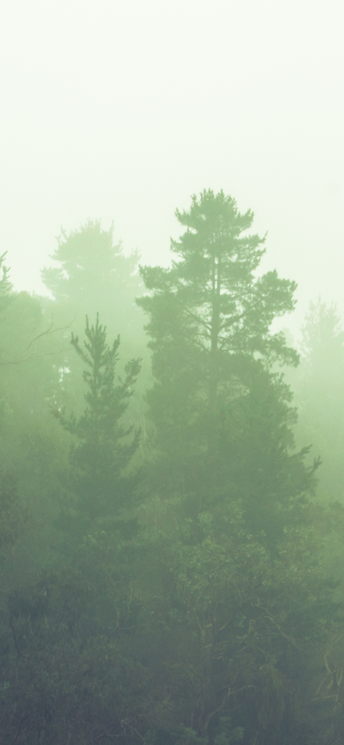 Обои дымка, дерево, лес, зеленый, туман в разрешении 1125x2436