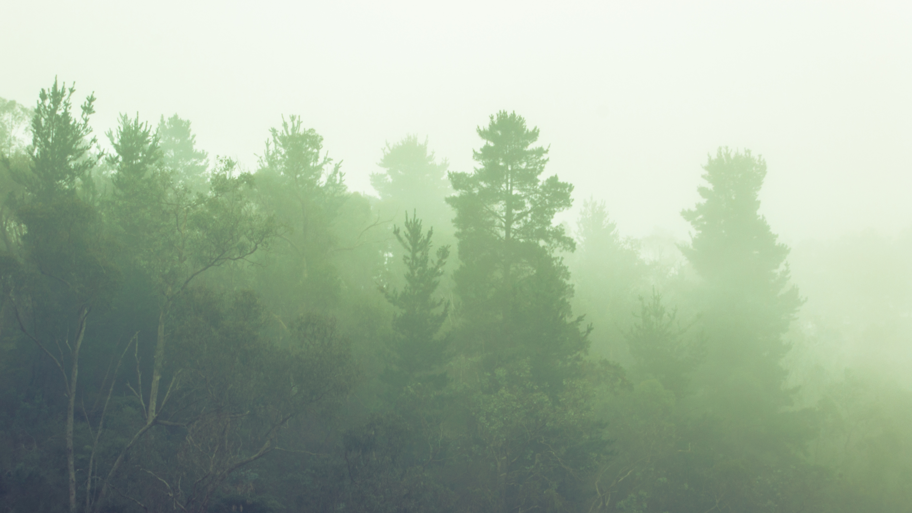 Обои дымка, дерево, лес, зеленый, туман в разрешении 3840x2160