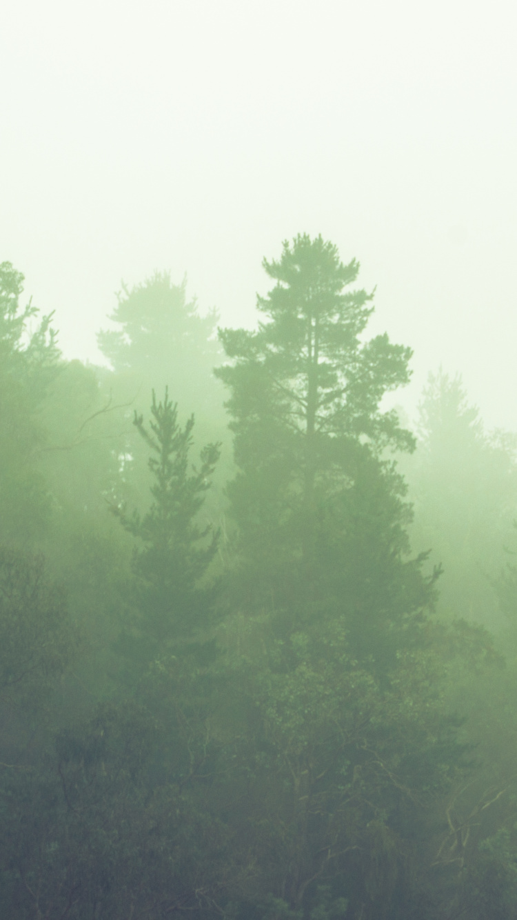 Обои дымка, дерево, лес, зеленый, туман в разрешении 750x1334