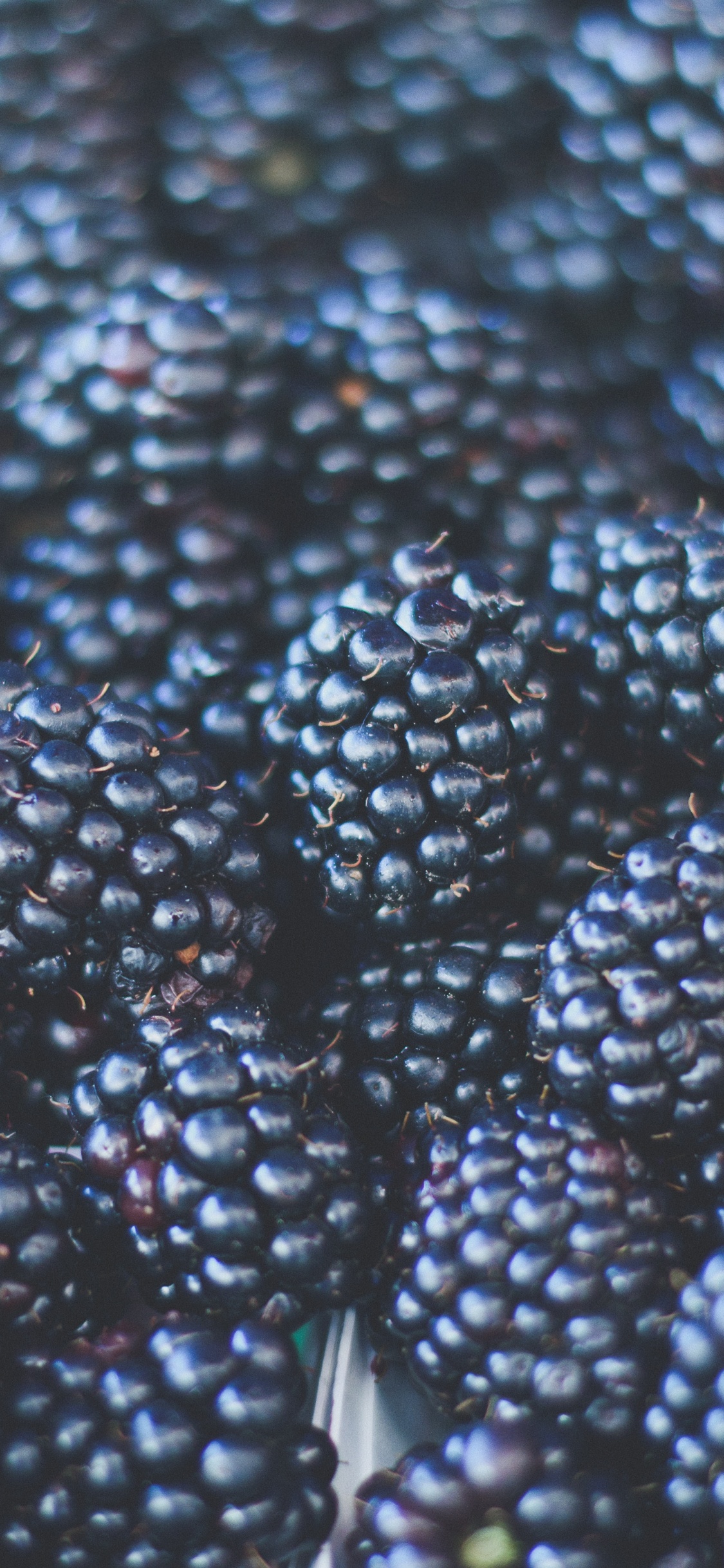 Обои Blackberry, узор, ежевика, Ягода, малина в разрешении 1125x2436