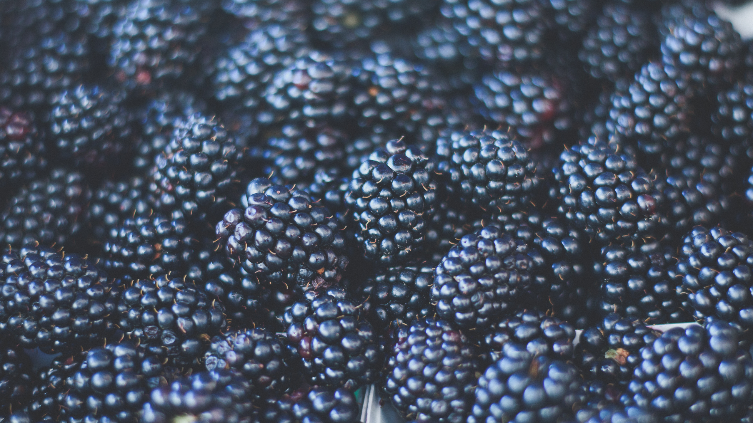 Обои Blackberry, узор, ежевика, Ягода, малина в разрешении 2560x1440