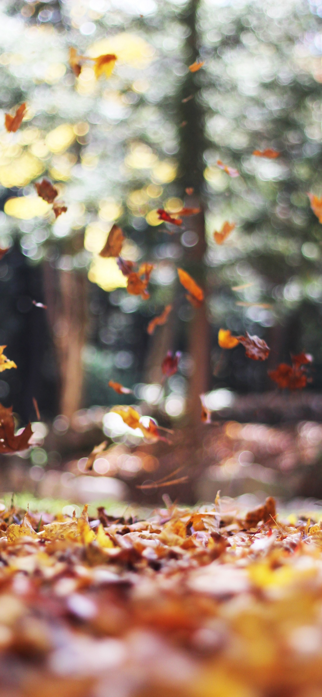 Обои милый ноябрь, осень, ноябрь, октябрь, лист в разрешении 1125x2436