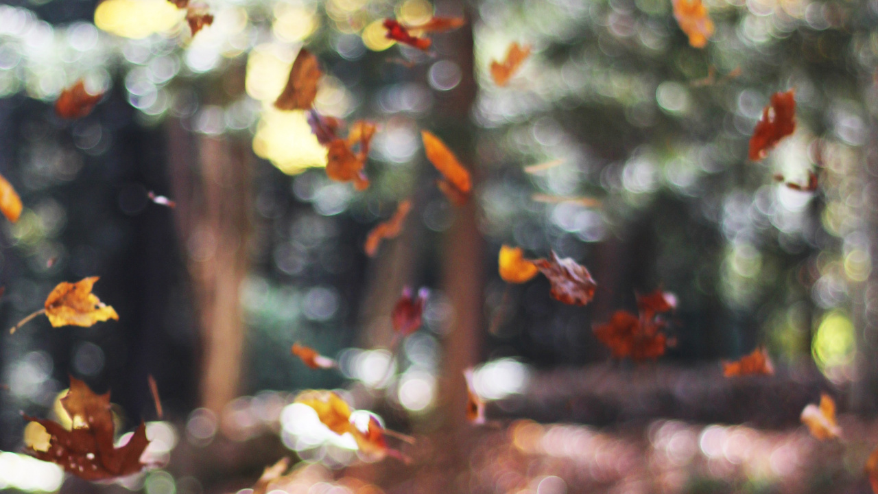 Обои милый ноябрь, осень, ноябрь, октябрь, лист в разрешении 1280x720