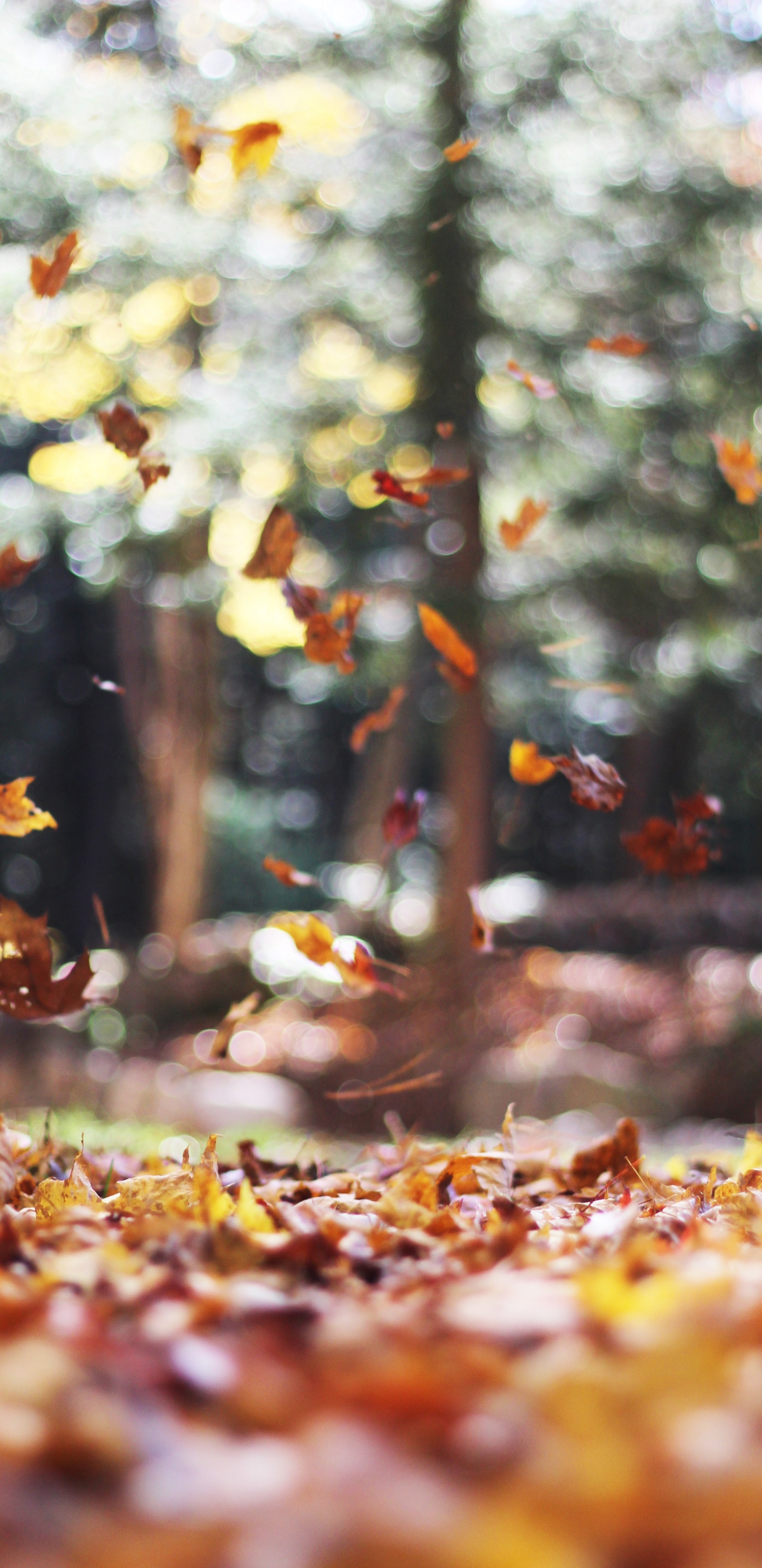 Обои милый ноябрь, осень, ноябрь, октябрь, лист в разрешении 1440x2960