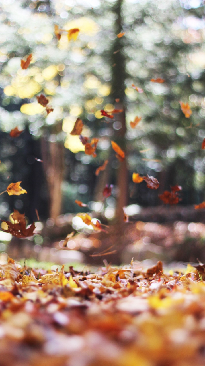 Обои милый ноябрь, осень, ноябрь, октябрь, лист в разрешении 720x1280