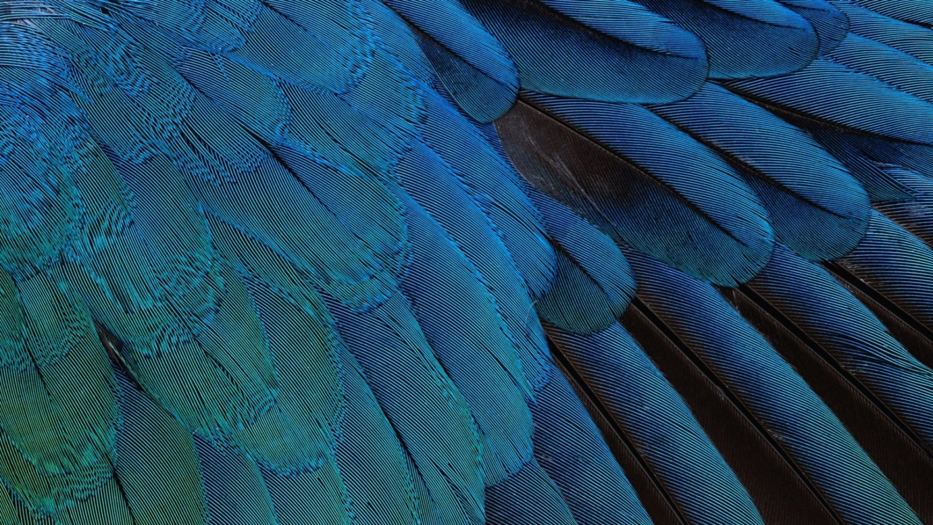 Обои перо птицы, синий, бирюза, узор, морская биология в разрешении 1920x1080