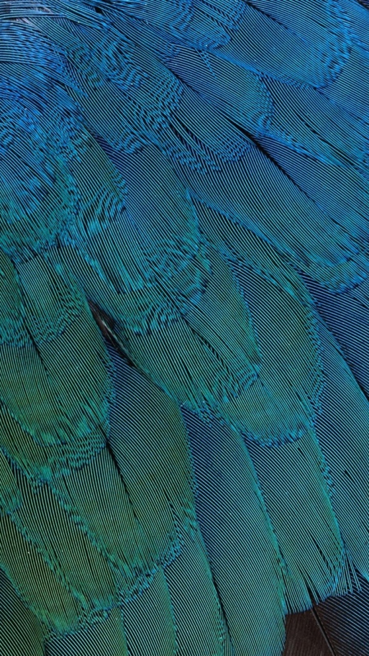 Обои перо птицы, синий, бирюза, узор, морская биология в разрешении 720x1280