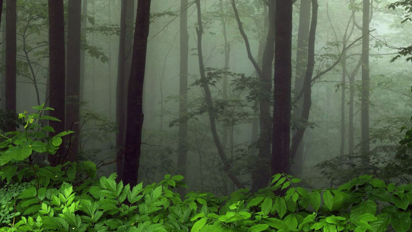 Обои лес, природа, растительность, лесистая местность, дерево в разрешении 1366x768
