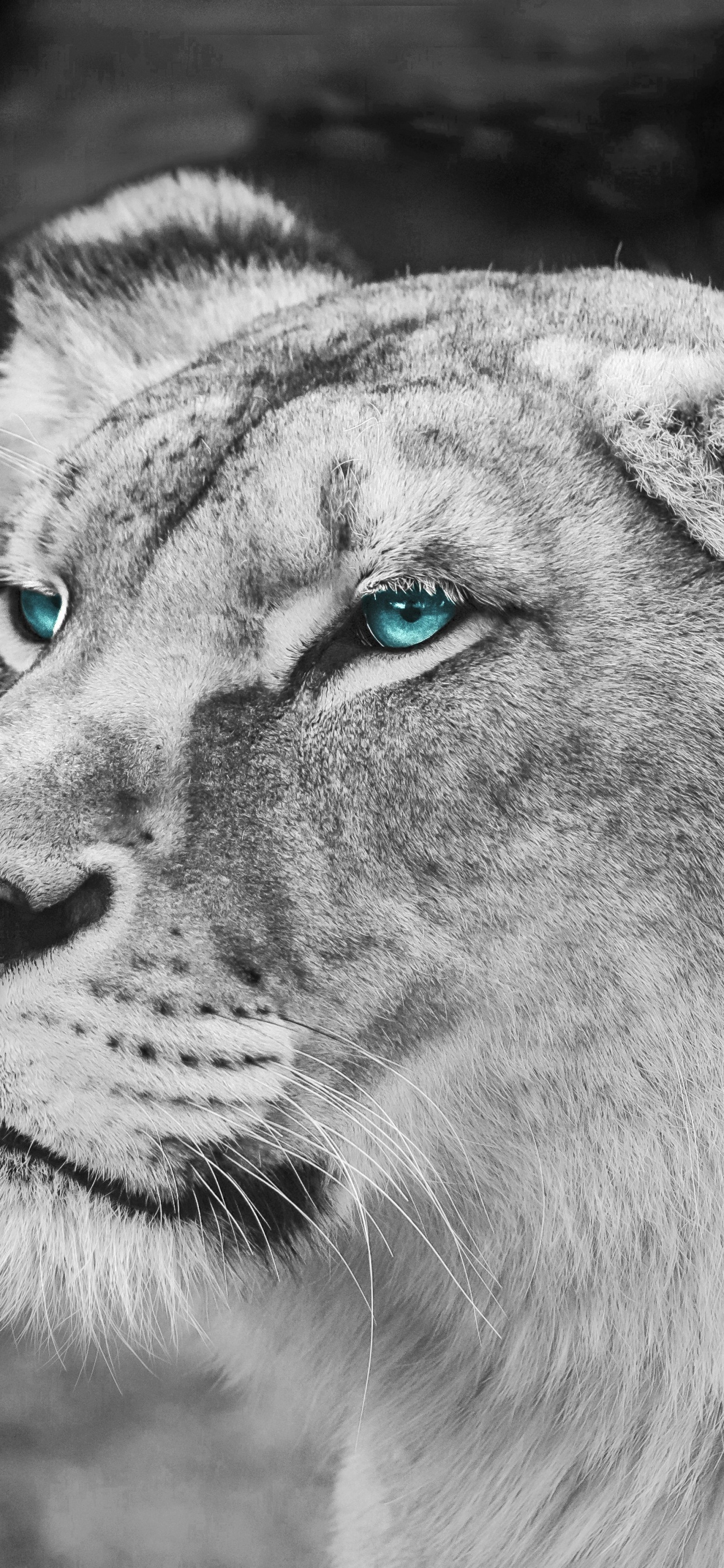 Обои Лев, живая природа, белые, кошачьих, наземные животные в разрешении 1242x2688