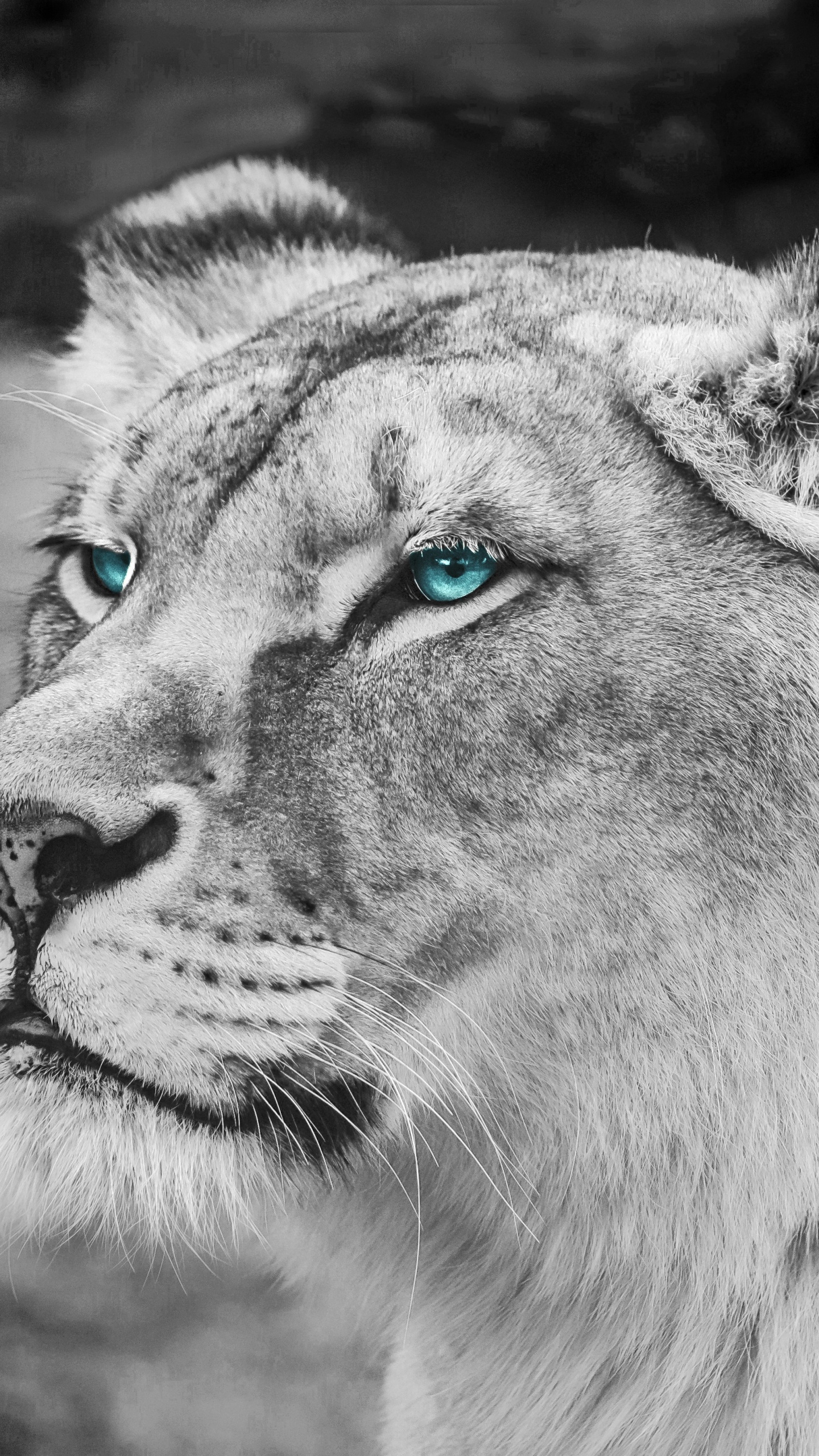 Обои Лев, живая природа, белые, кошачьих, наземные животные в разрешении 1440x2560