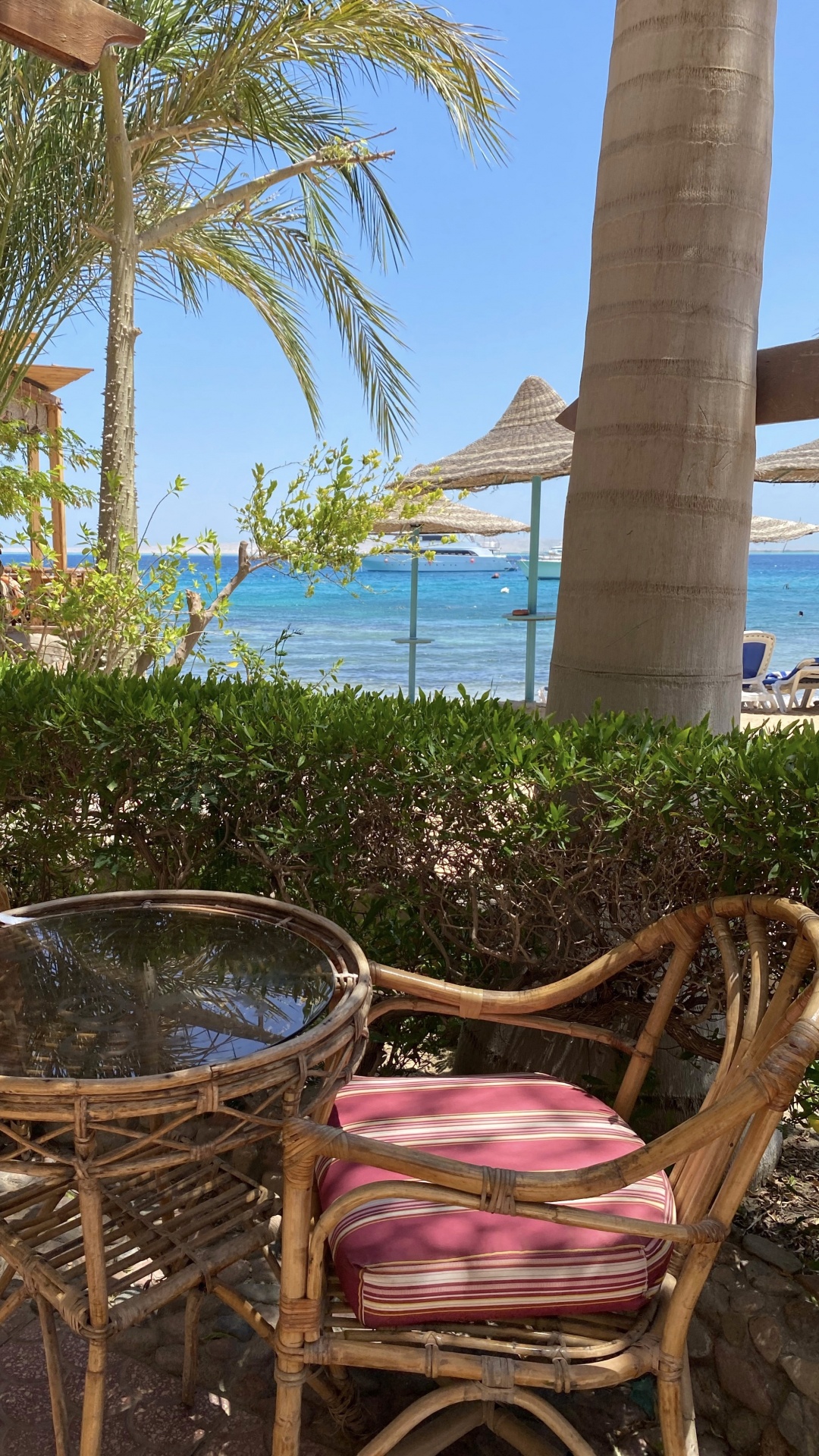 Обои прибежище, недвижимость, пальмовые рощи, древесные растения, уличная мебель в разрешении 1080x1920