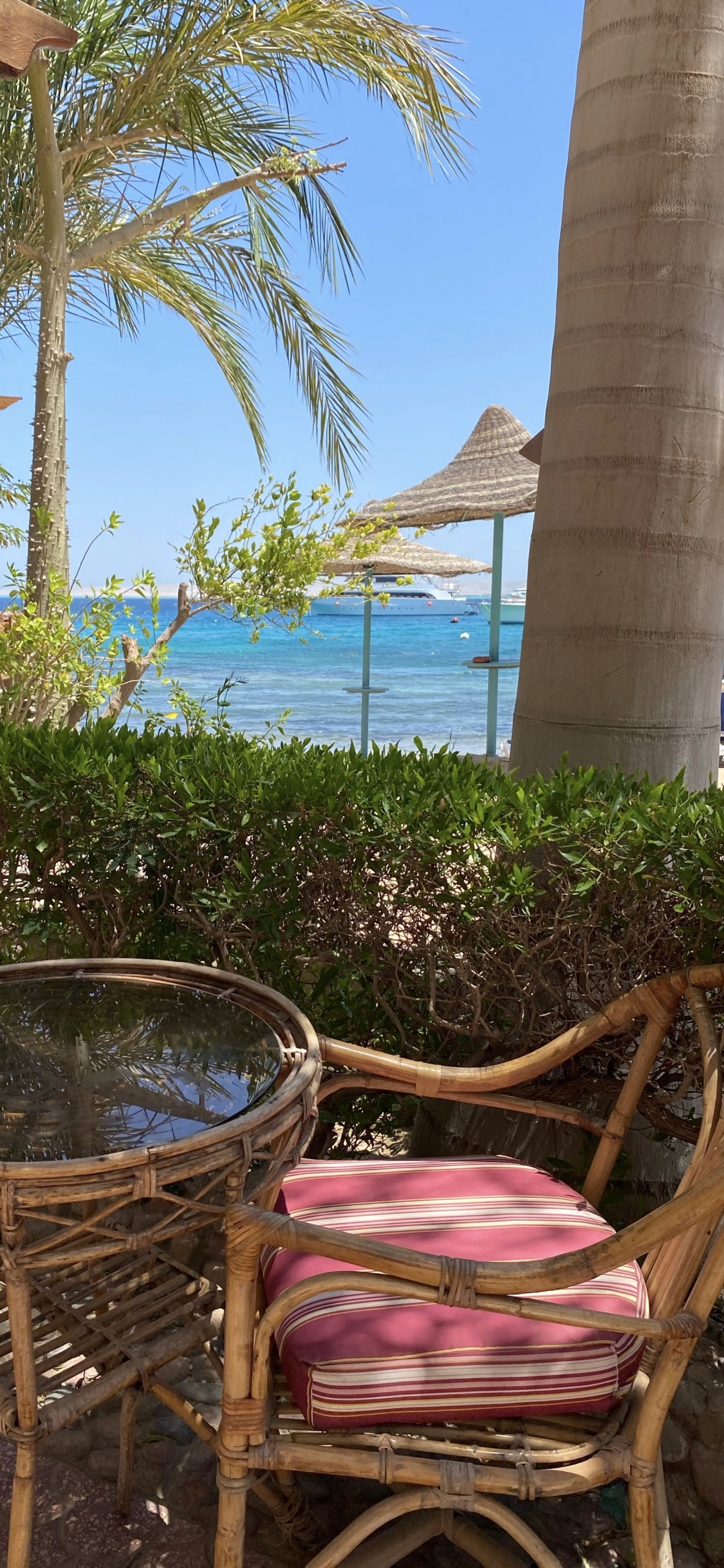 Обои прибежище, недвижимость, пальмовые рощи, древесные растения, уличная мебель в разрешении 1125x2436