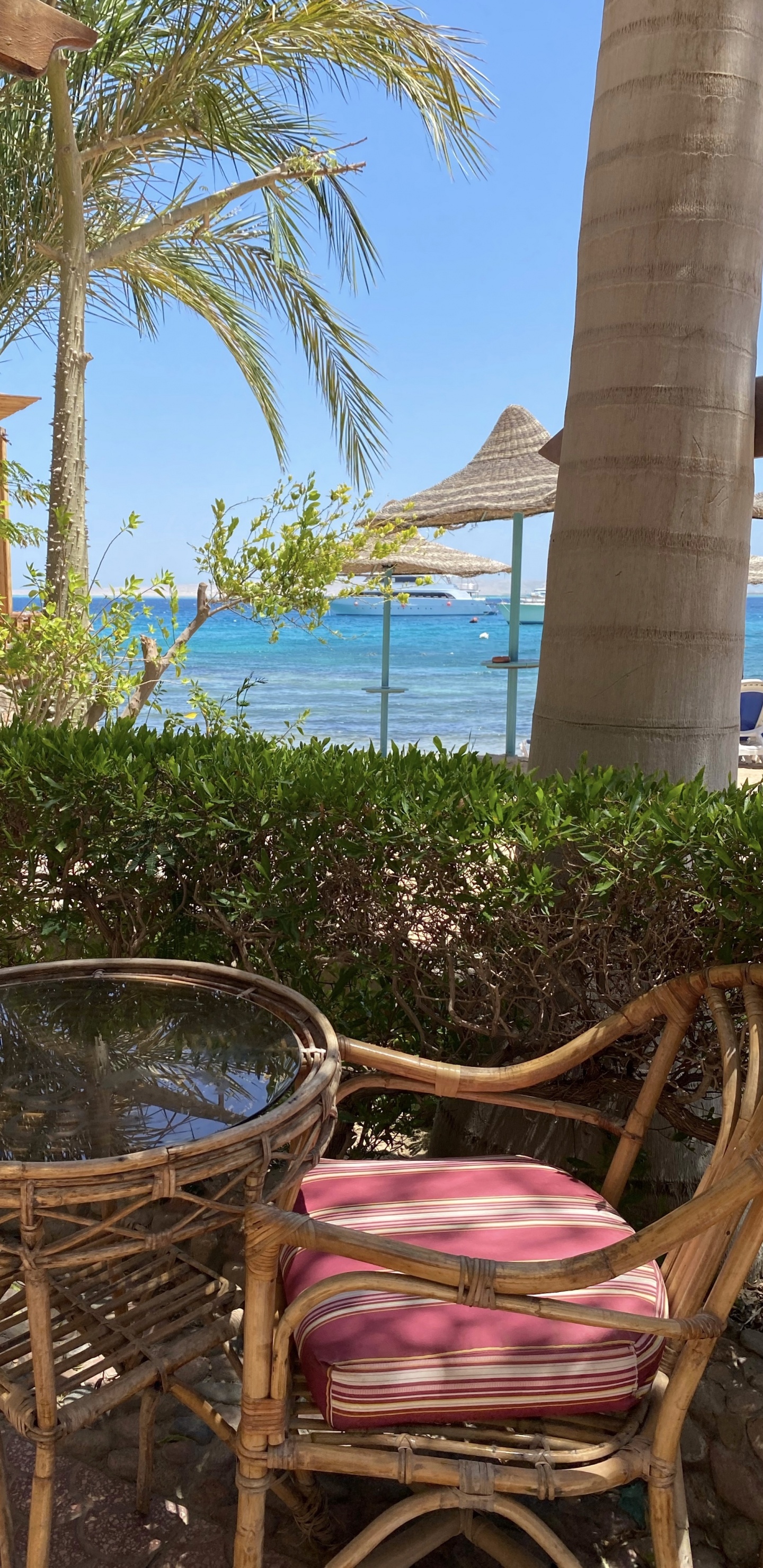 Обои прибежище, недвижимость, пальмовые рощи, древесные растения, уличная мебель в разрешении 1440x2960