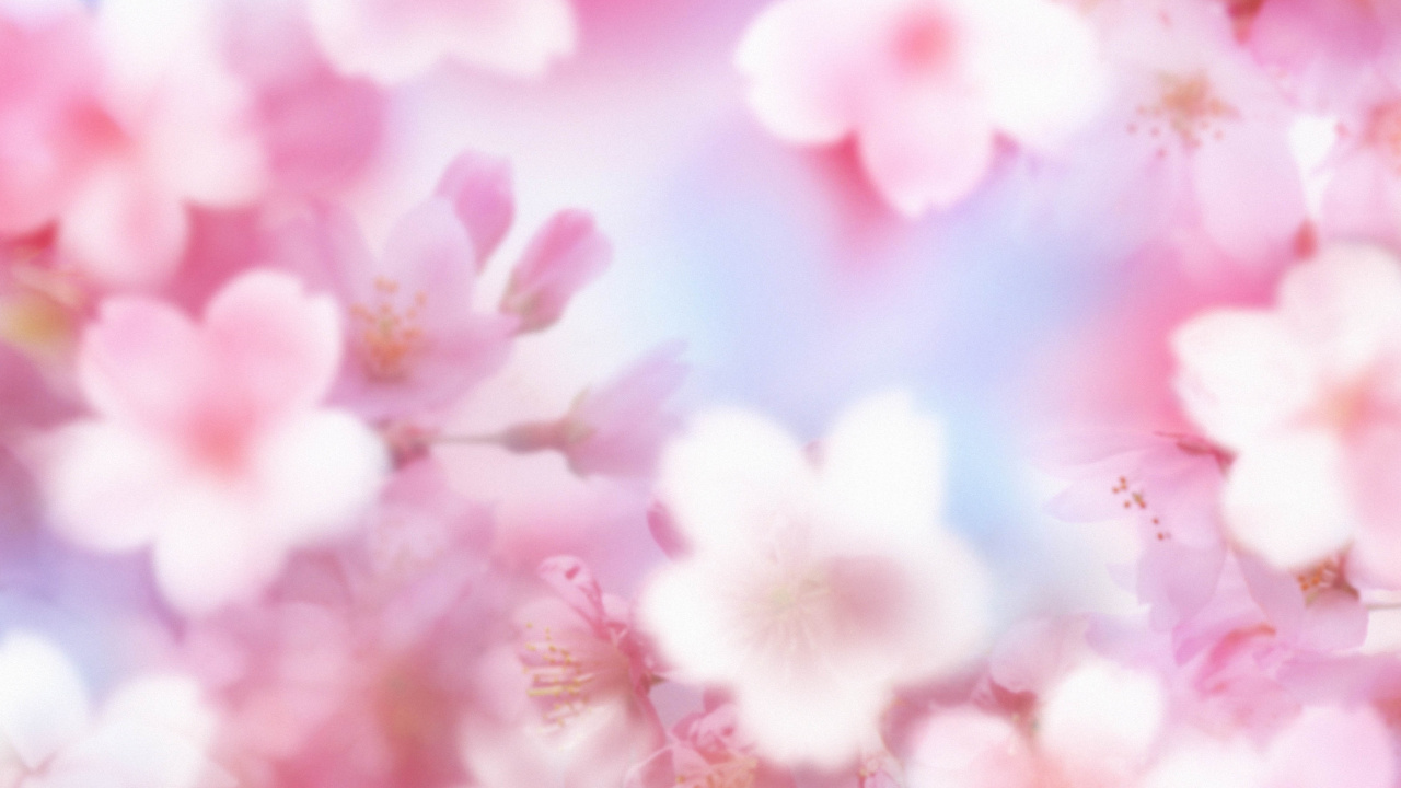 Обои розовый, лепесток, цветок, расцвет, весна в разрешении 1280x720