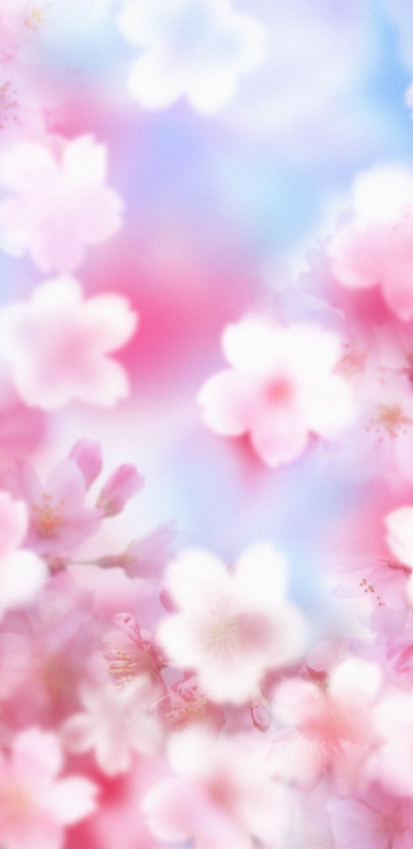 Обои розовый, лепесток, цветок, расцвет, весна в разрешении 1440x2960