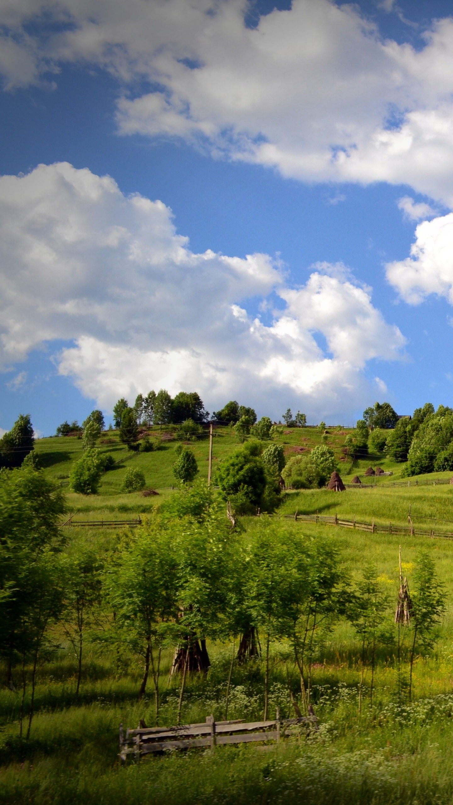 Обои окружающая среда, природный ландшафт, природа, сенокосное угодье, выгон в разрешении 1440x2560