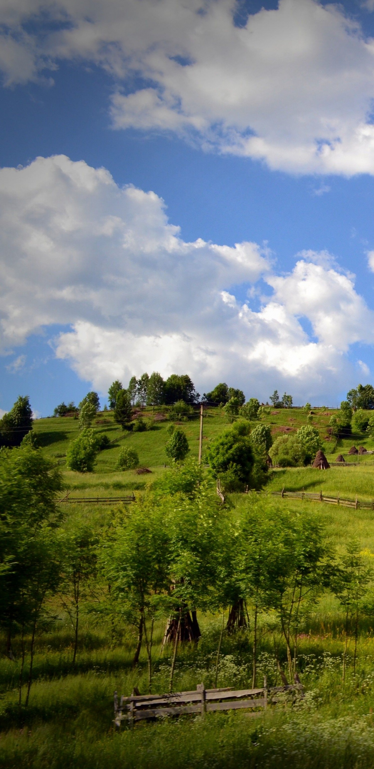 Обои окружающая среда, природный ландшафт, природа, сенокосное угодье, выгон в разрешении 1440x2960