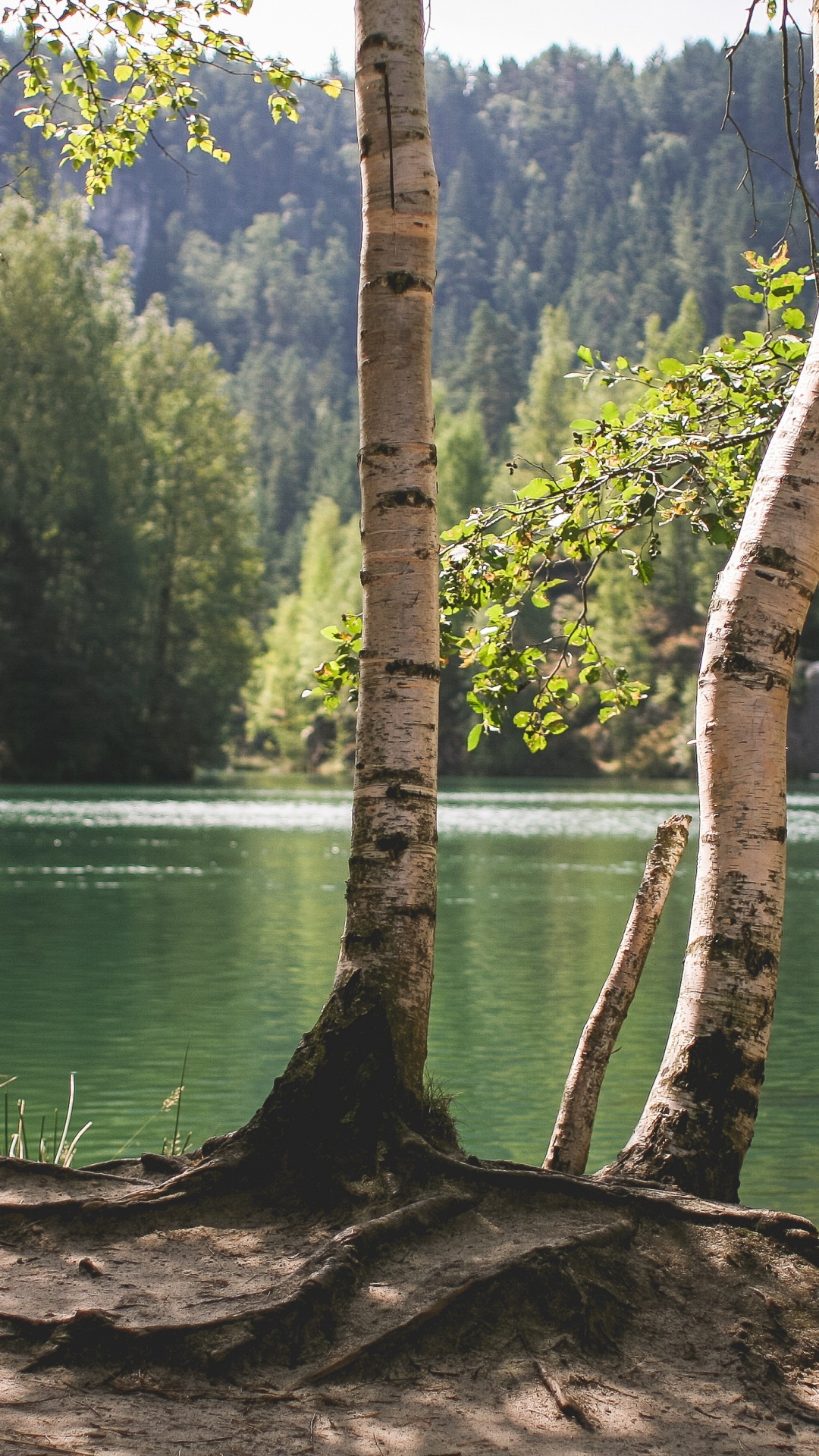 Обои природа, дерево, вода, озеро, отражение в разрешении 1080x1920