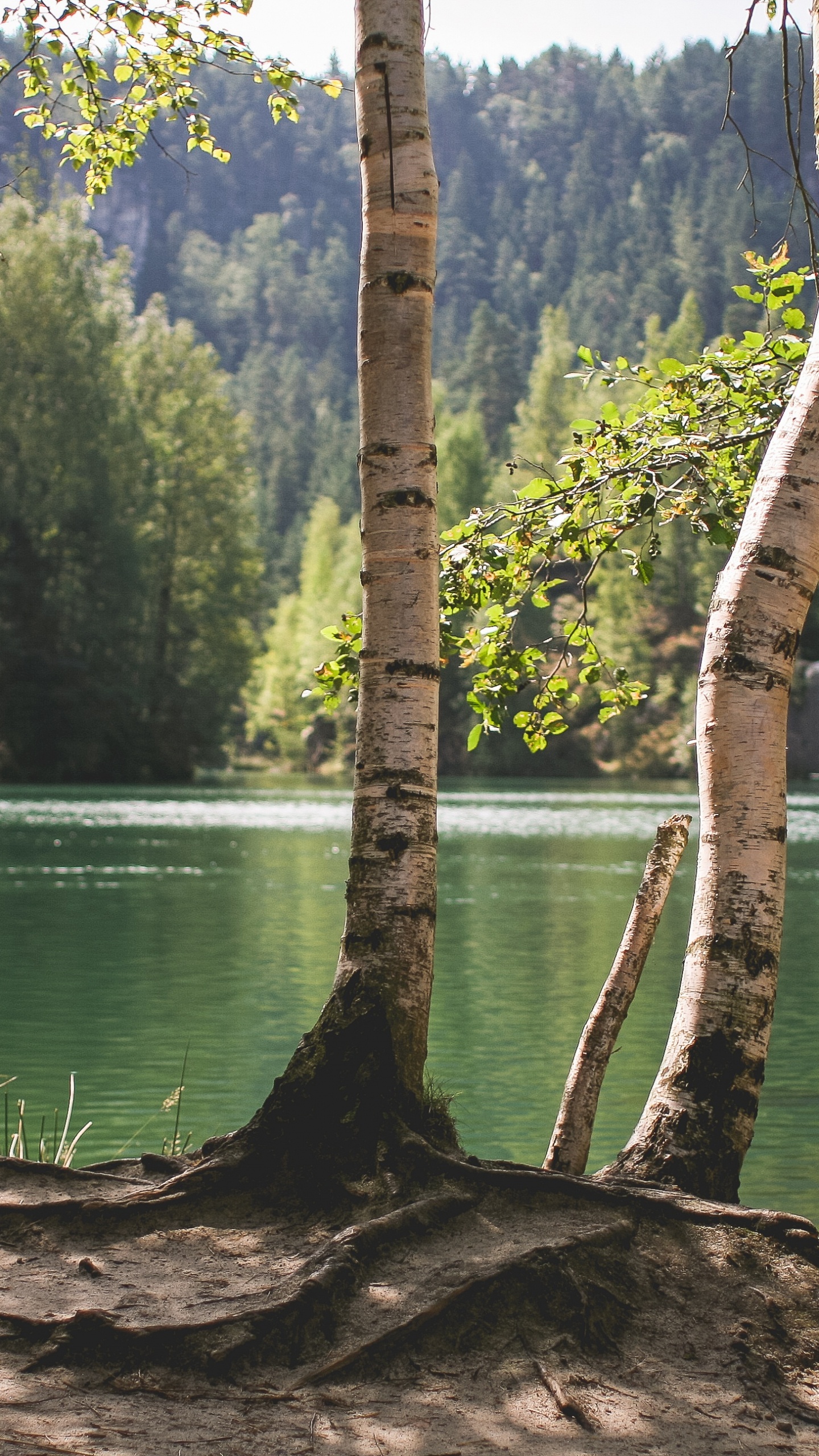 Обои природа, дерево, вода, озеро, отражение в разрешении 1440x2560