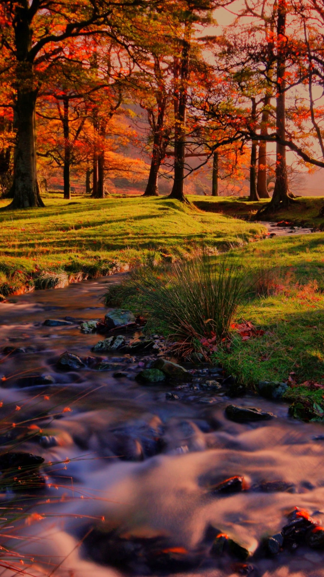 Обои лес закат пейзаж, пейзаж, закат, восход солнца, растение в разрешении 1080x1920