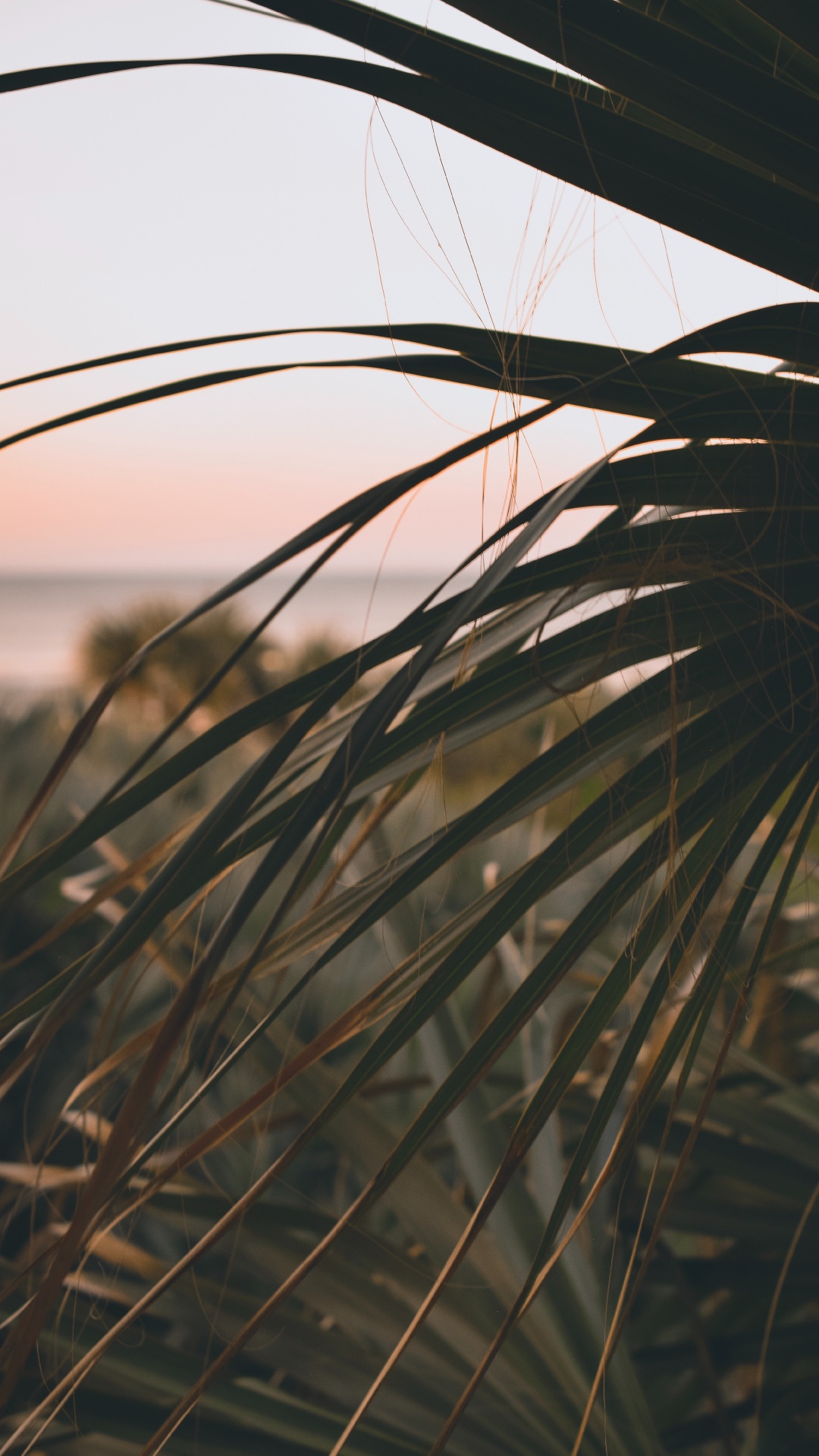 Обои прут, рнга, лист, растительность, семейство травы в разрешении 1080x1920