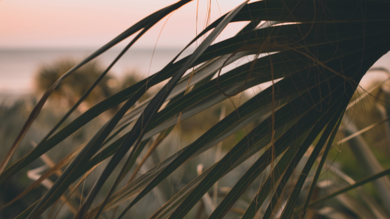 Обои прут, рнга, лист, растительность, семейство травы в разрешении 1366x768