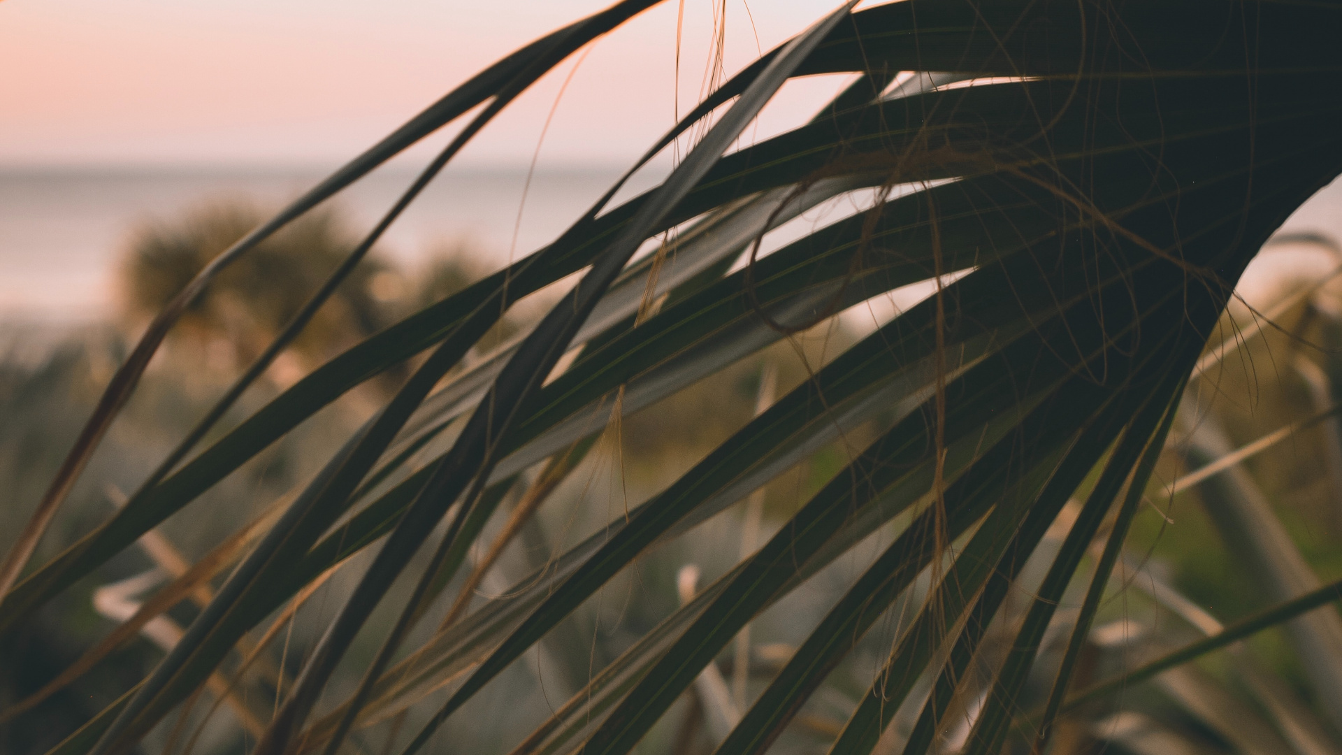 Обои прут, рнга, лист, растительность, семейство травы в разрешении 1920x1080