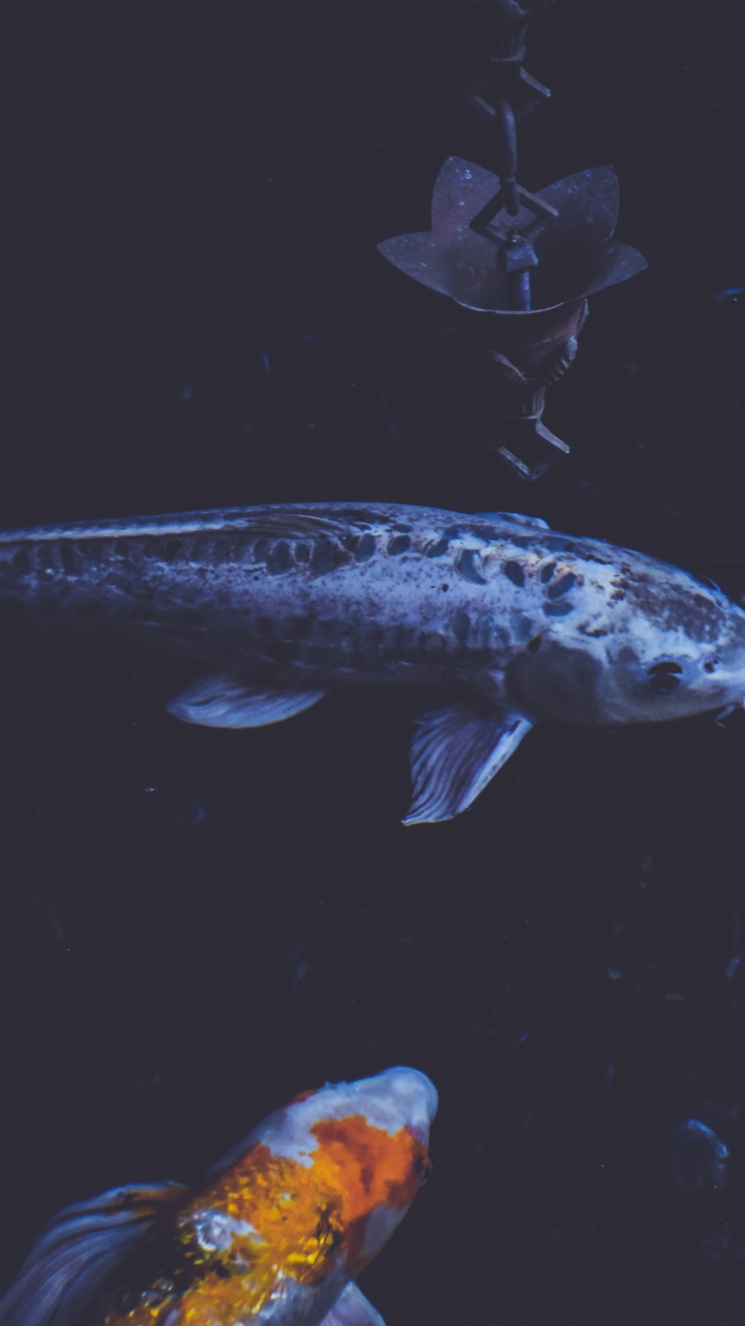 Обои кои, вода, морская биология, подземные воды, рыбный пруд в разрешении 1080x1920