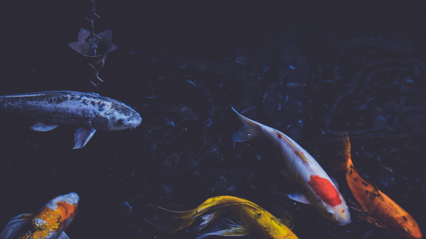 Обои кои, вода, морская биология, подземные воды, рыбный пруд в разрешении 1366x768