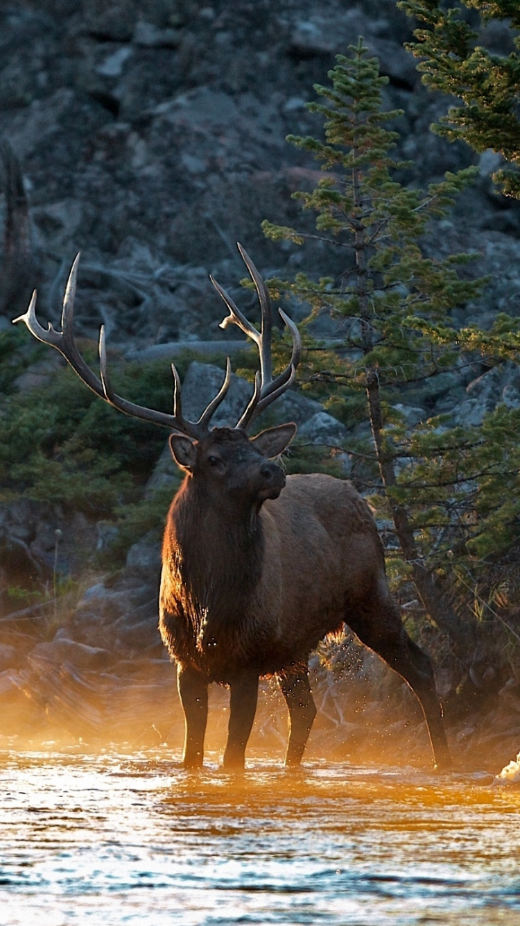 Обои олень, лось, живая природа, дерево, национальный парк в разрешении 750x1334