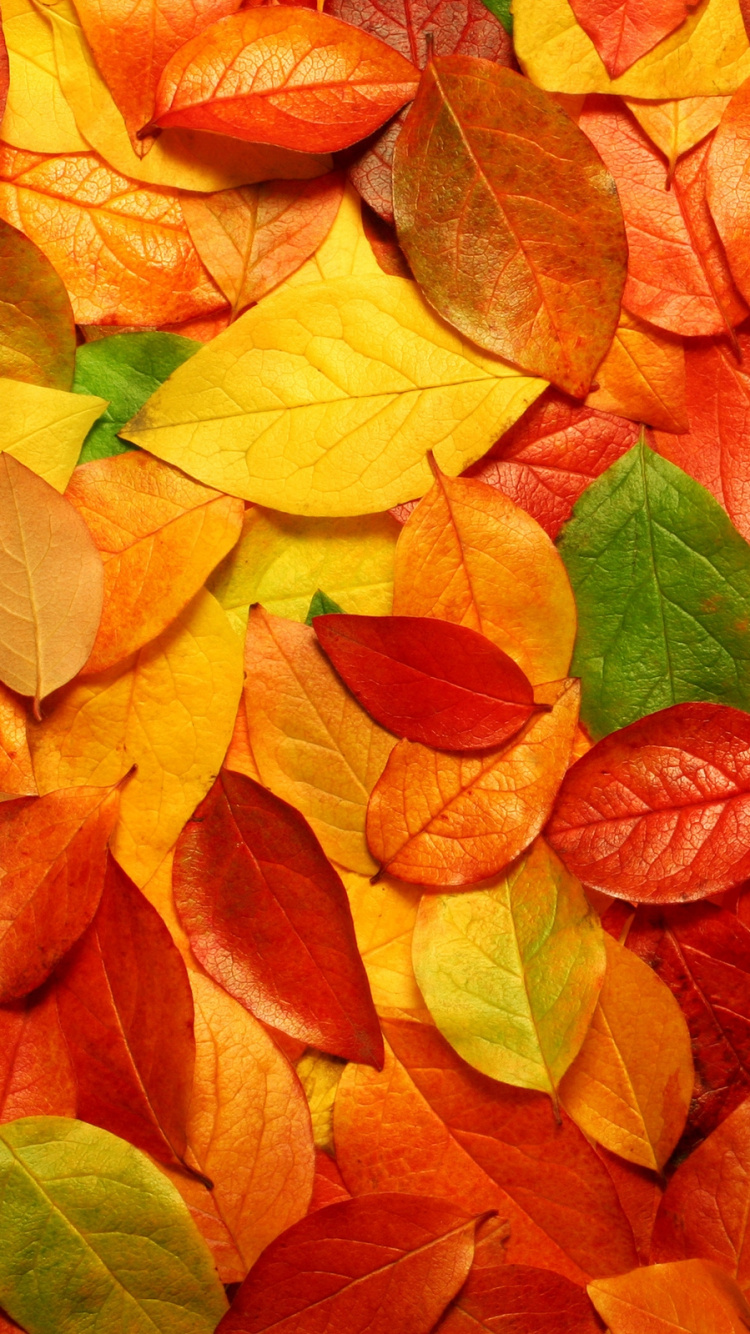 Обои осень, Апельсин, листопадные, дерево, красный цвет в разрешении 750x1334