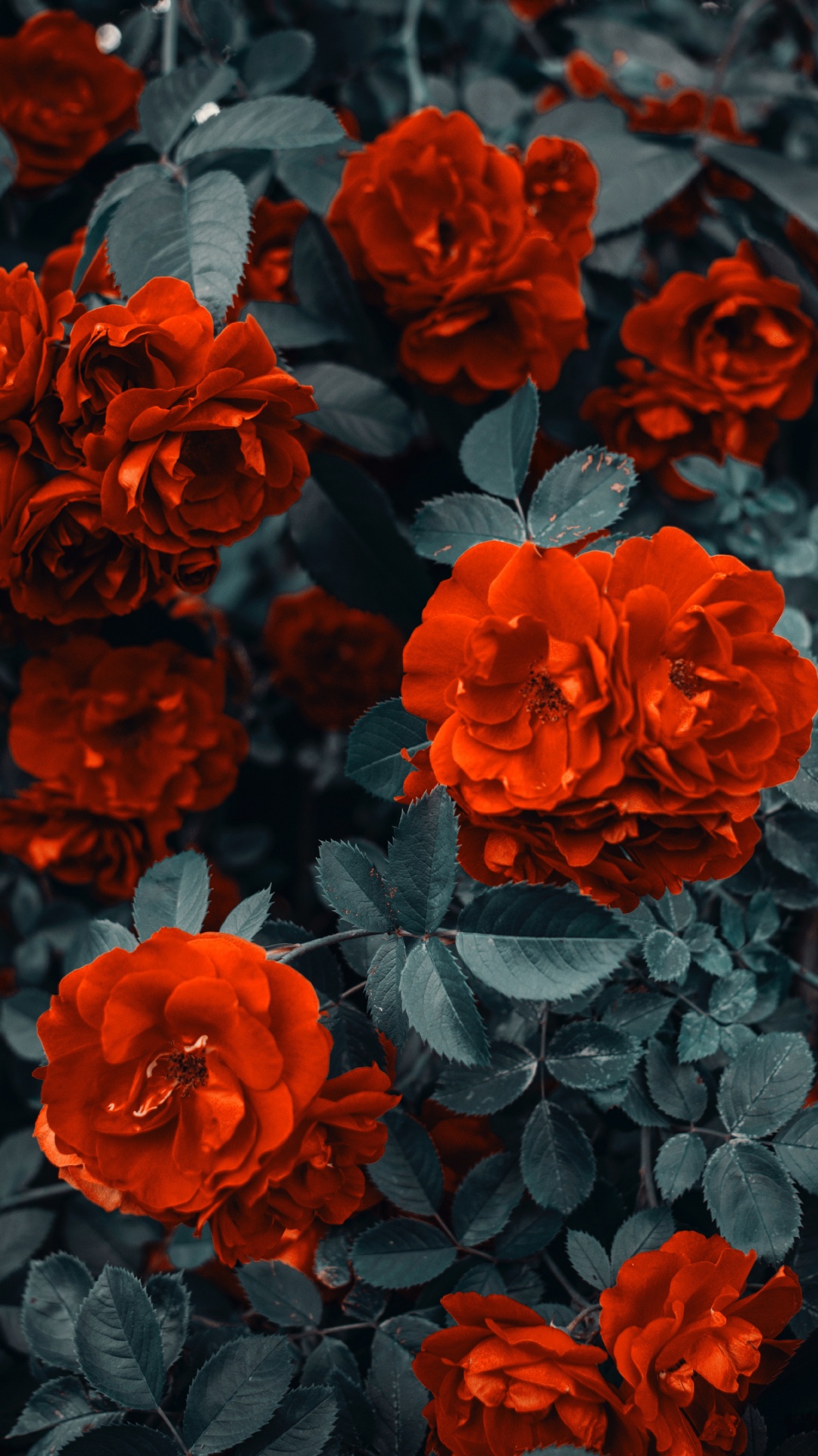 Обои цветок, цветковое растение, красный цвет, лепесток, флорибунда в разрешении 1080x1920