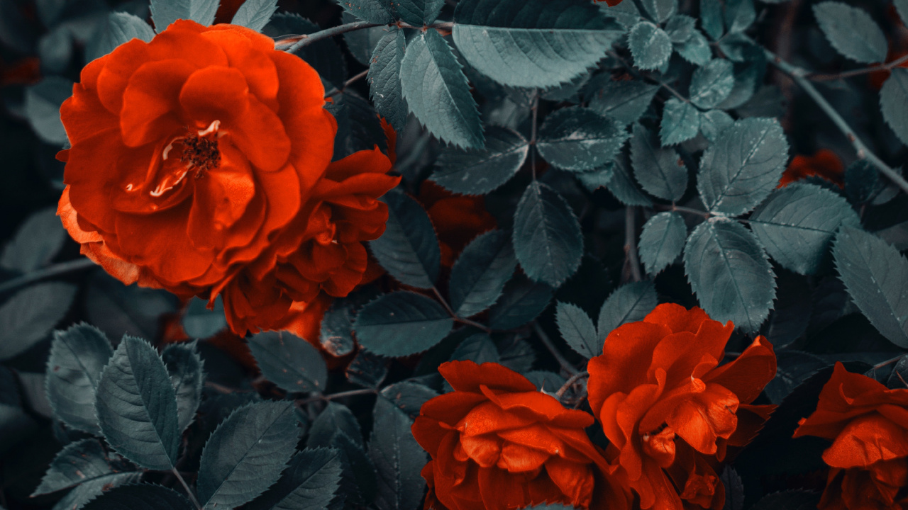 Обои цветок, цветковое растение, красный цвет, лепесток, флорибунда в разрешении 1280x720
