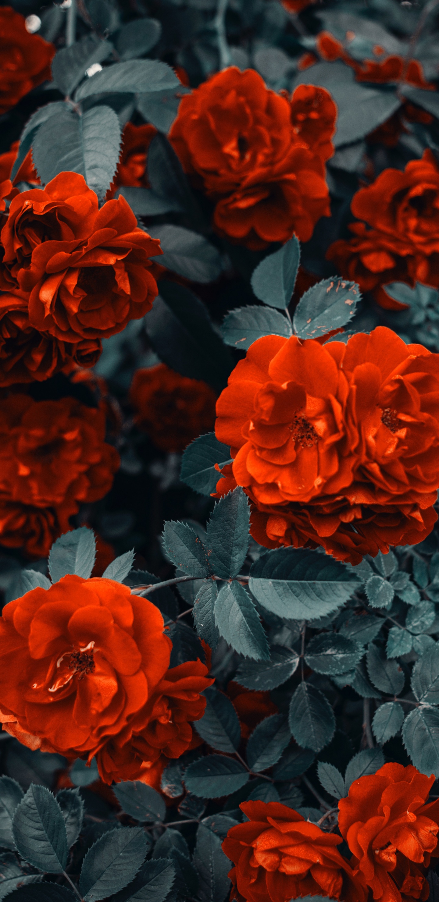 Обои цветок, цветковое растение, красный цвет, лепесток, флорибунда в разрешении 1440x2960