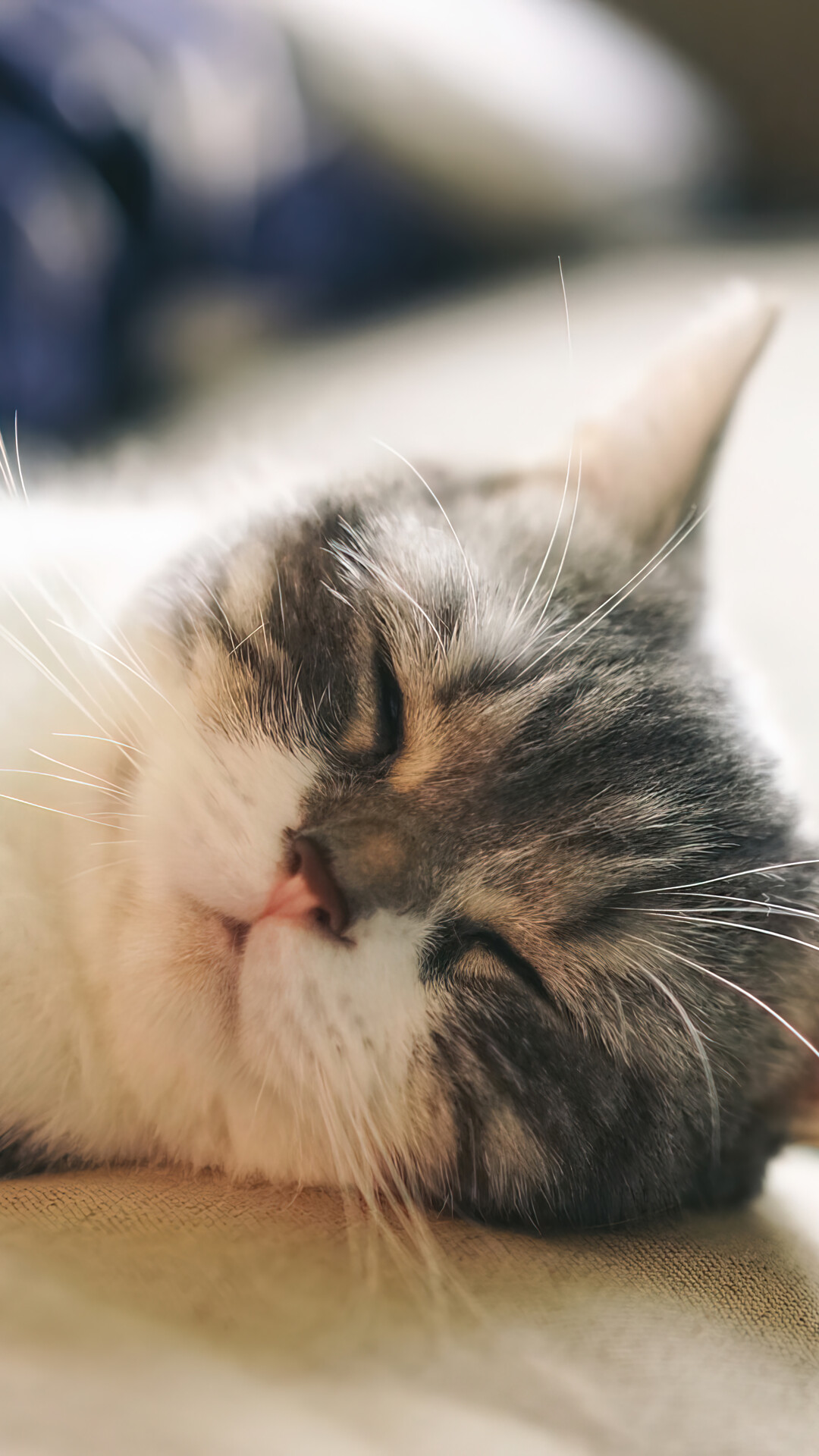 Обои датский дог, кинкалоу, кот, кошачьих, кошки малого и среднего размера в разрешении 1080x1920