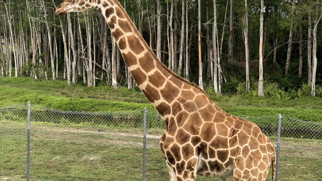 Обои Жираф, наземные животные, Саванна, волосы, голова в разрешении 1366x768