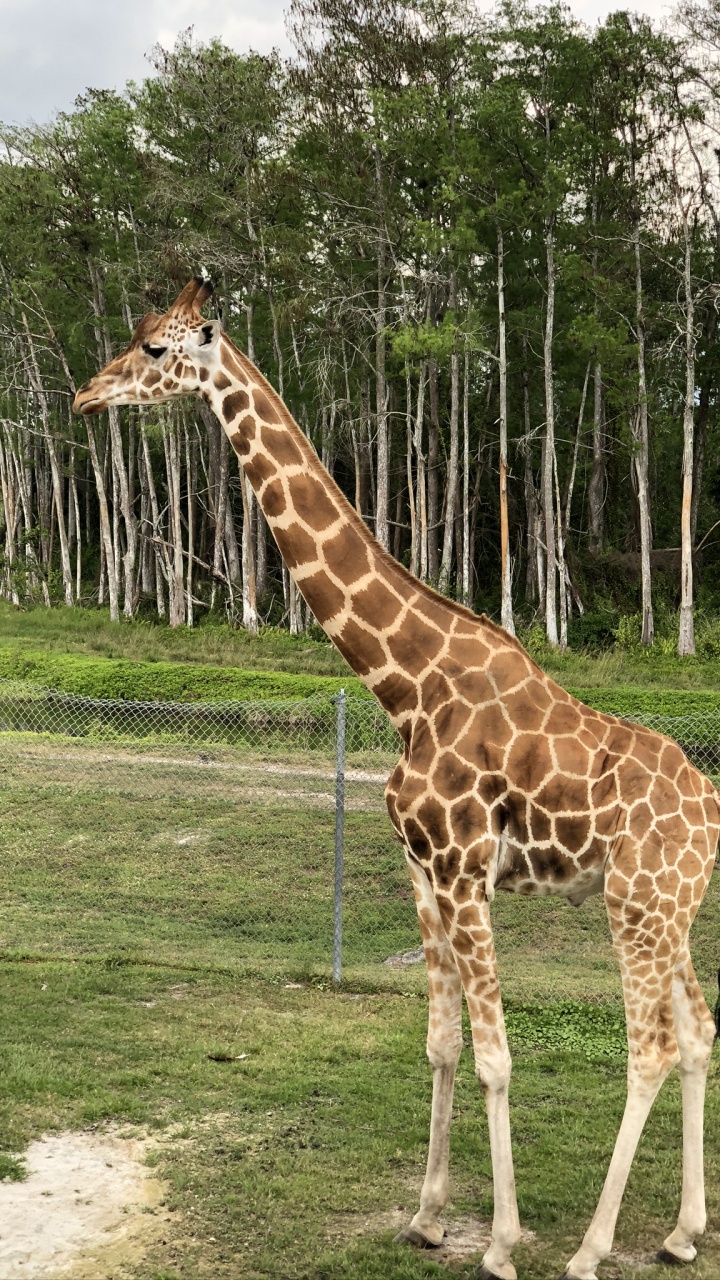 Обои Жираф, наземные животные, Саванна, волосы, голова в разрешении 720x1280