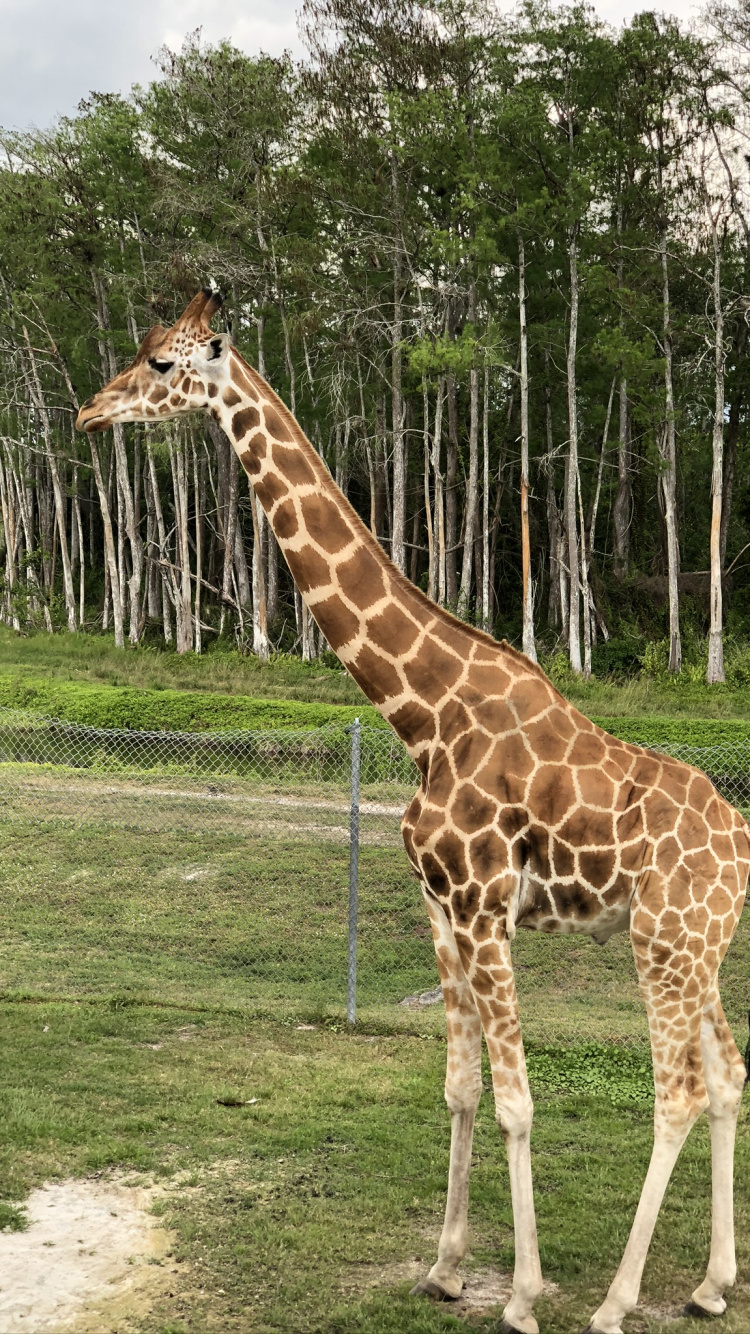 Обои Жираф, наземные животные, Саванна, волосы, голова в разрешении 750x1334