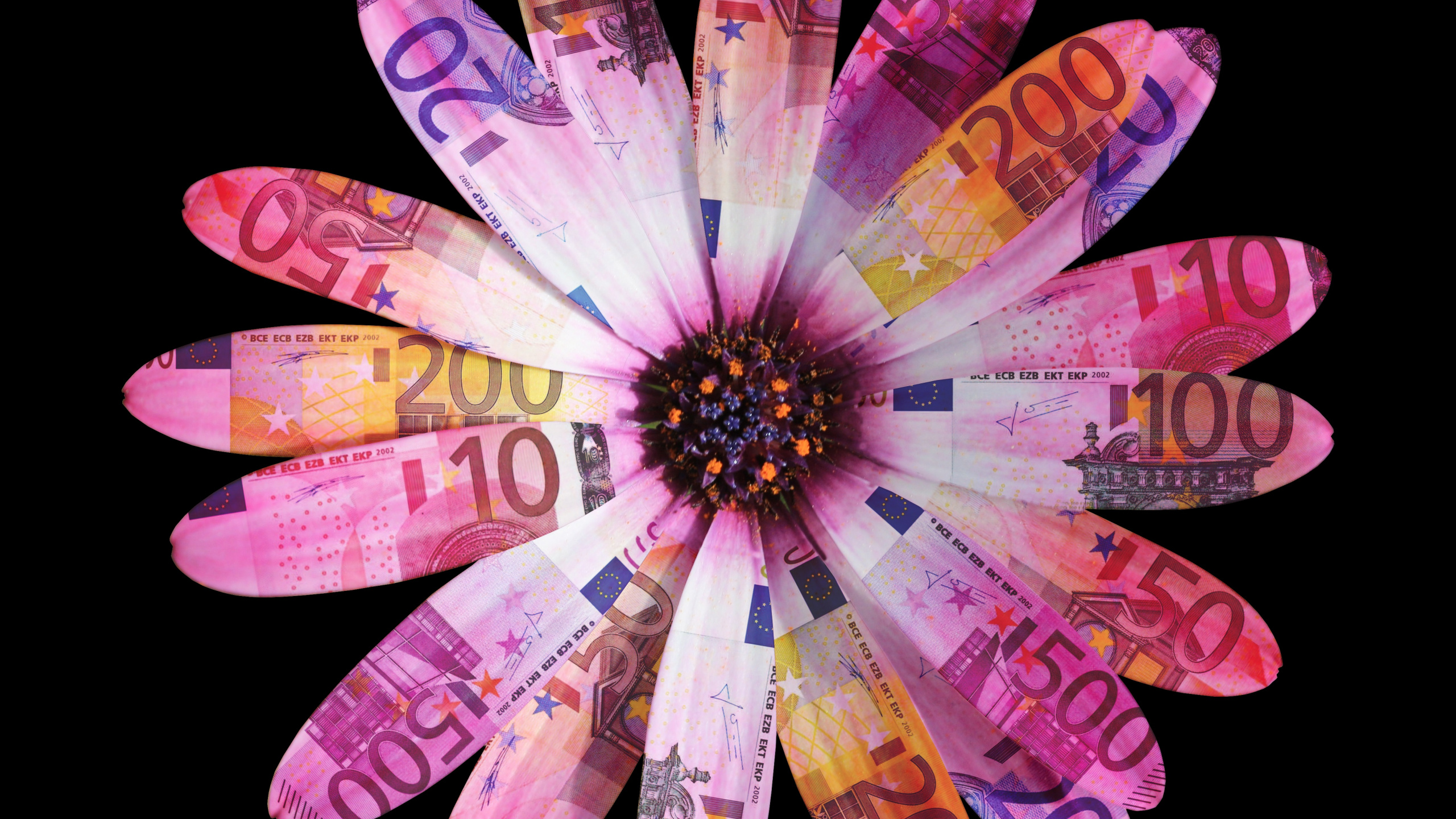 Обои лепесток, розовый, пурпур, цветок, растение в разрешении 2560x1440