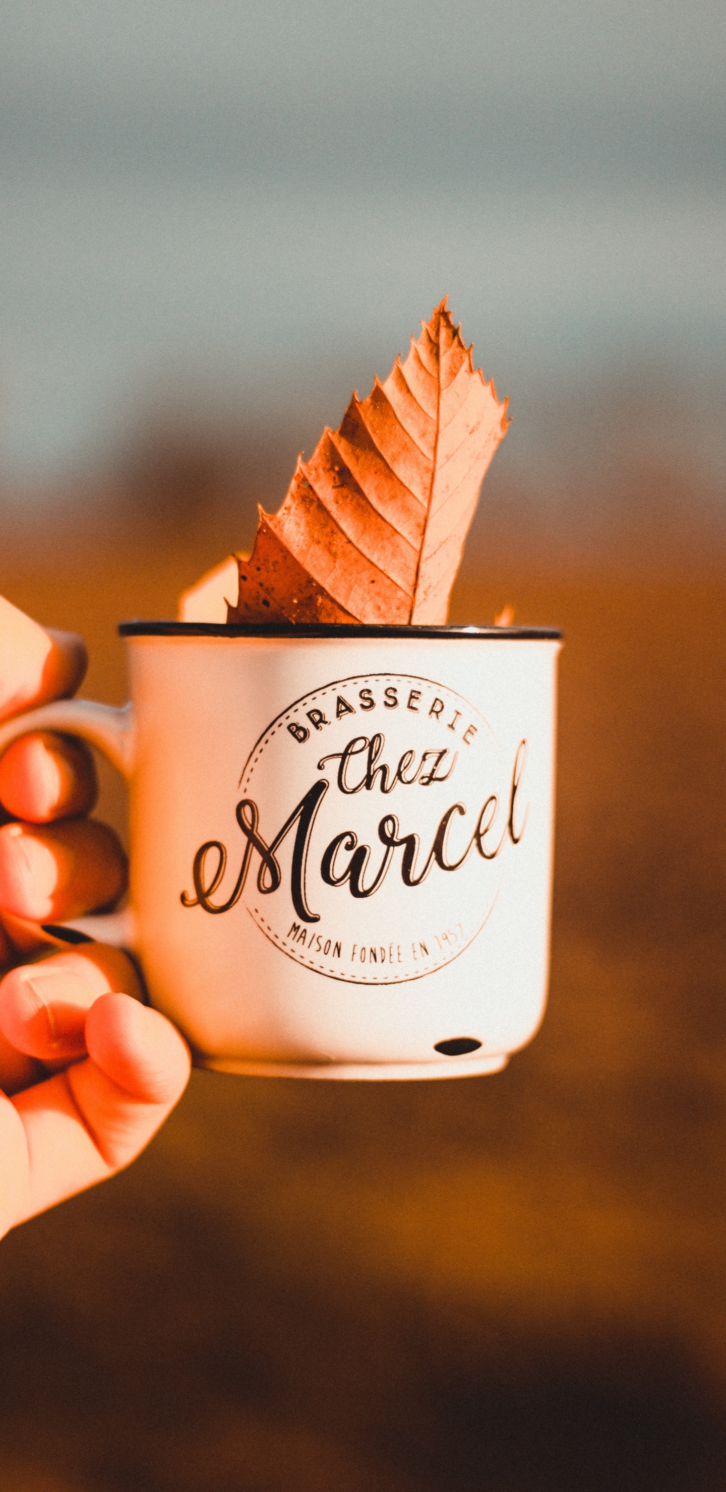 Обои пища, сладость, Мягкий Служить Мороженое, мороженое, замороженный десерт в разрешении 1440x2960