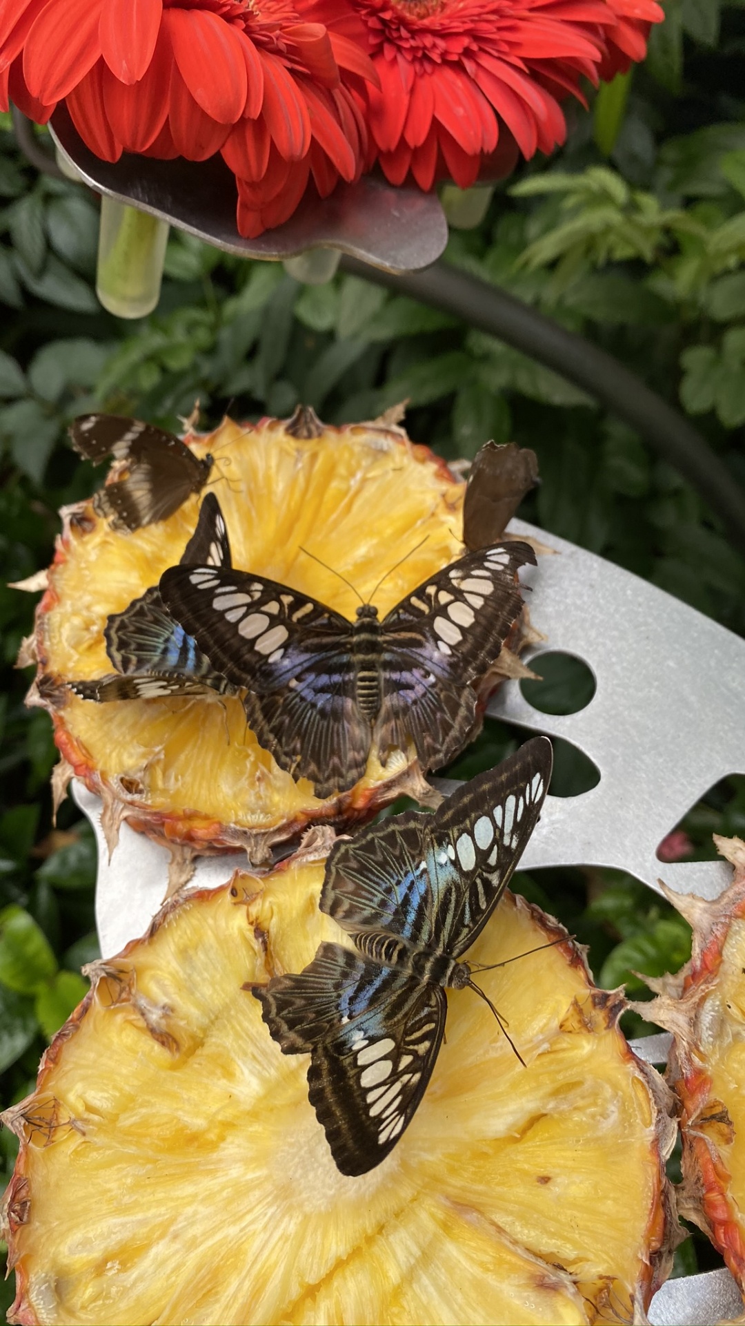 Обои медоносная пчела, насекомое, опылитель, желтый, лепесток в разрешении 1080x1920