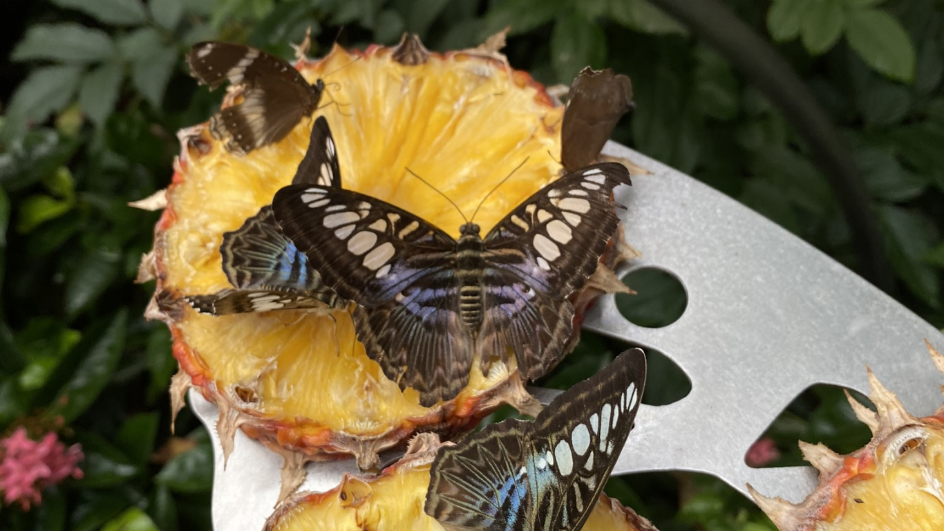 Обои медоносная пчела, насекомое, опылитель, желтый, лепесток в разрешении 1366x768