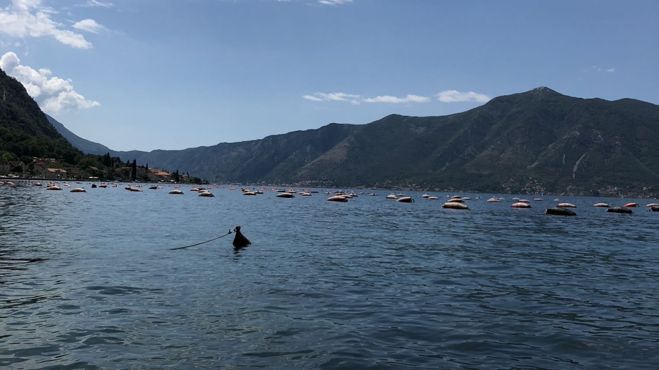 Обои вода, фьорд, горный рельеф, устрица, двустворчатый моллюск в разрешении 1280x720