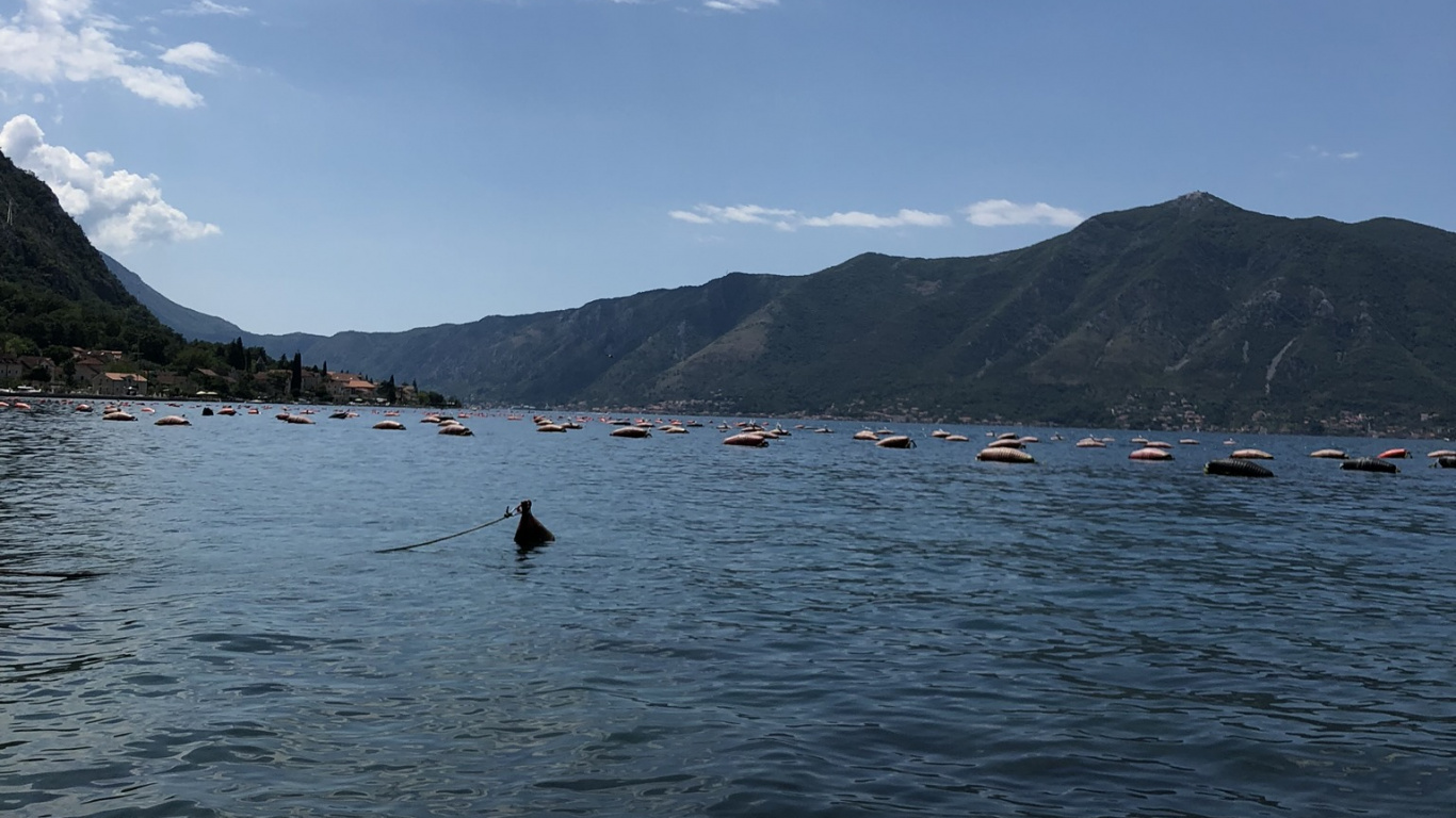 Обои вода, фьорд, горный рельеф, устрица, двустворчатый моллюск в разрешении 1366x768