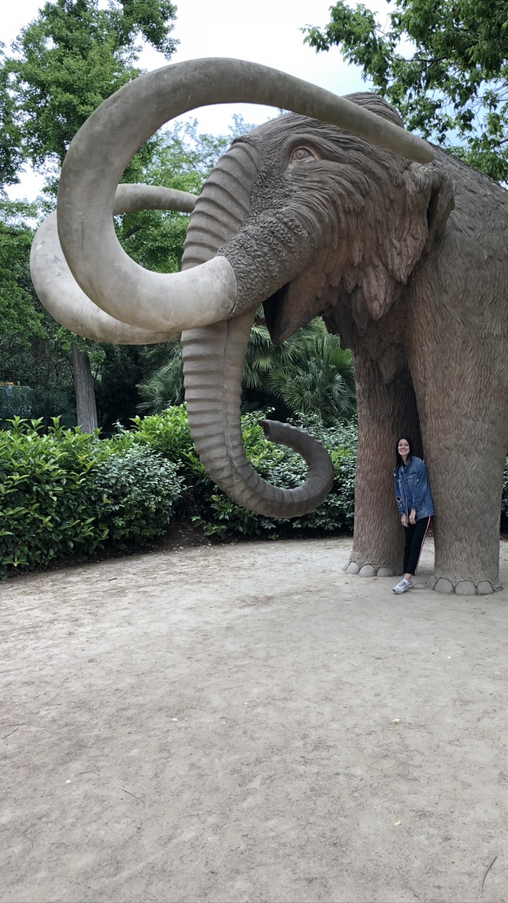 Обои Парк Цитадели, наземные животные, индийский слон, Слон, слоны и мамонты в разрешении 720x1280