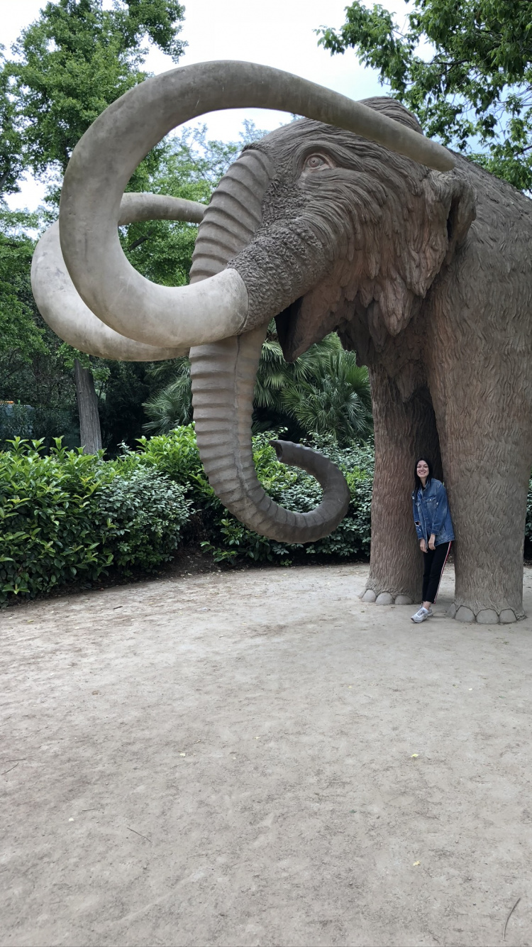 Обои Парк Цитадели, наземные животные, индийский слон, Слон, слоны и мамонты в разрешении 750x1334