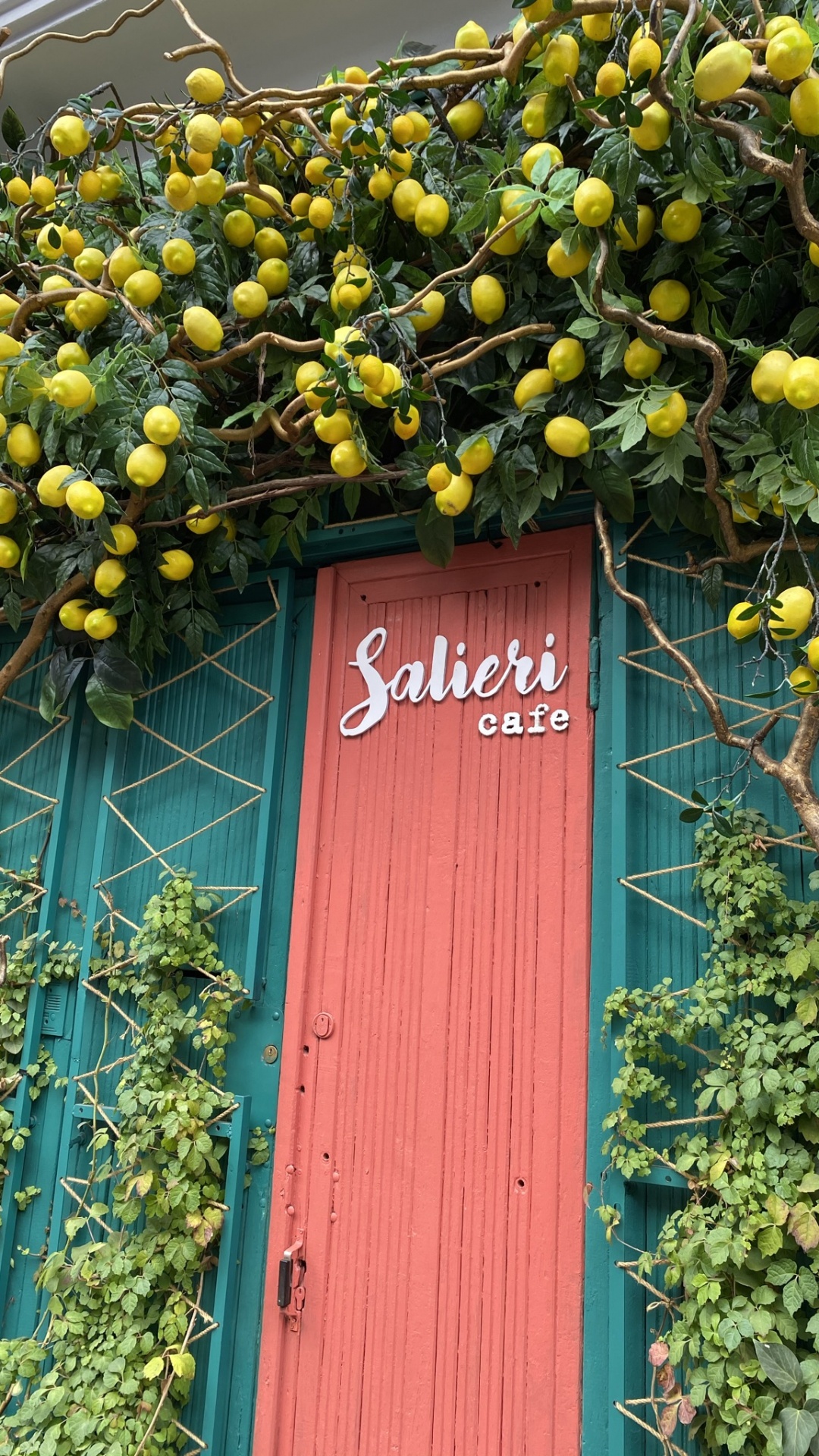 Обои цветок, цветковое растение, мажорель синий, физика, желтый в разрешении 1080x1920