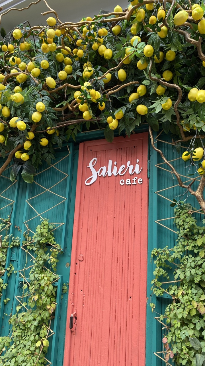 Обои цветок, цветковое растение, мажорель синий, физика, желтый в разрешении 720x1280